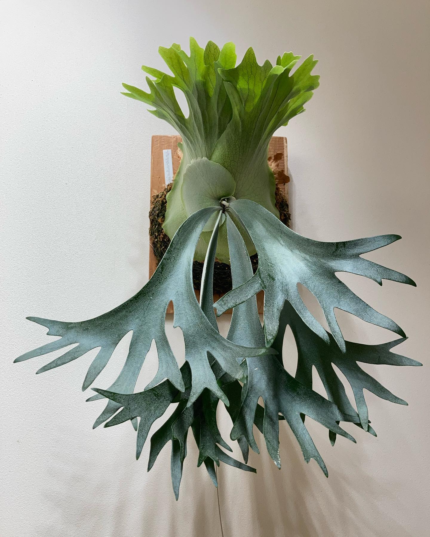 スコフィールドタツタのスポア 今のところショート丈です。 他の方のスコタツスポアが気になる。ほんとに