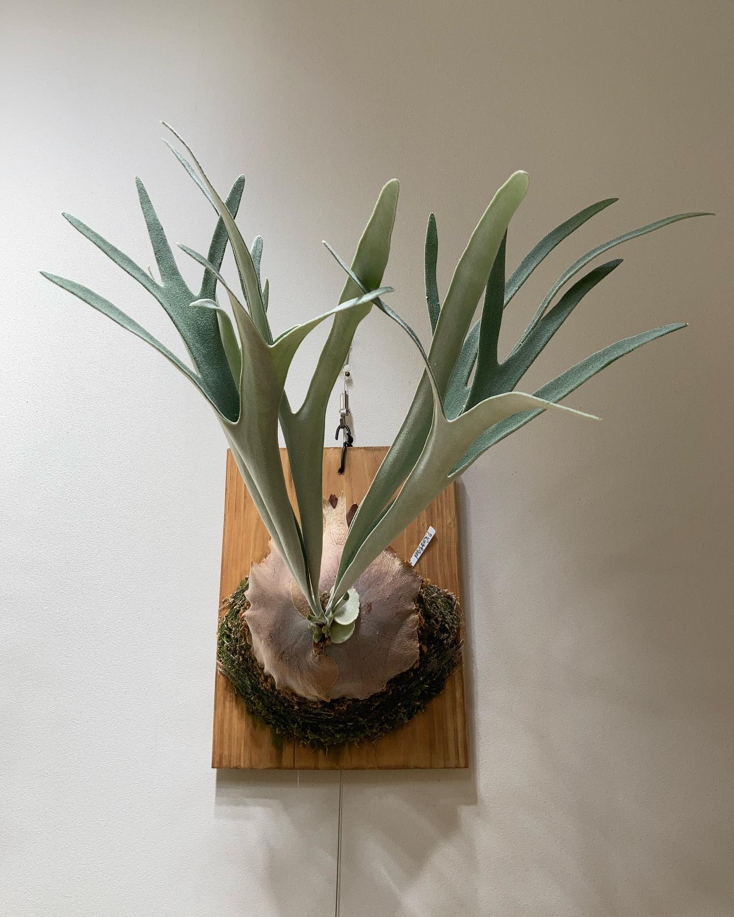 P.veitchii King fisher 散髪して男前になりました。 貯水葉もいい感じになりそう