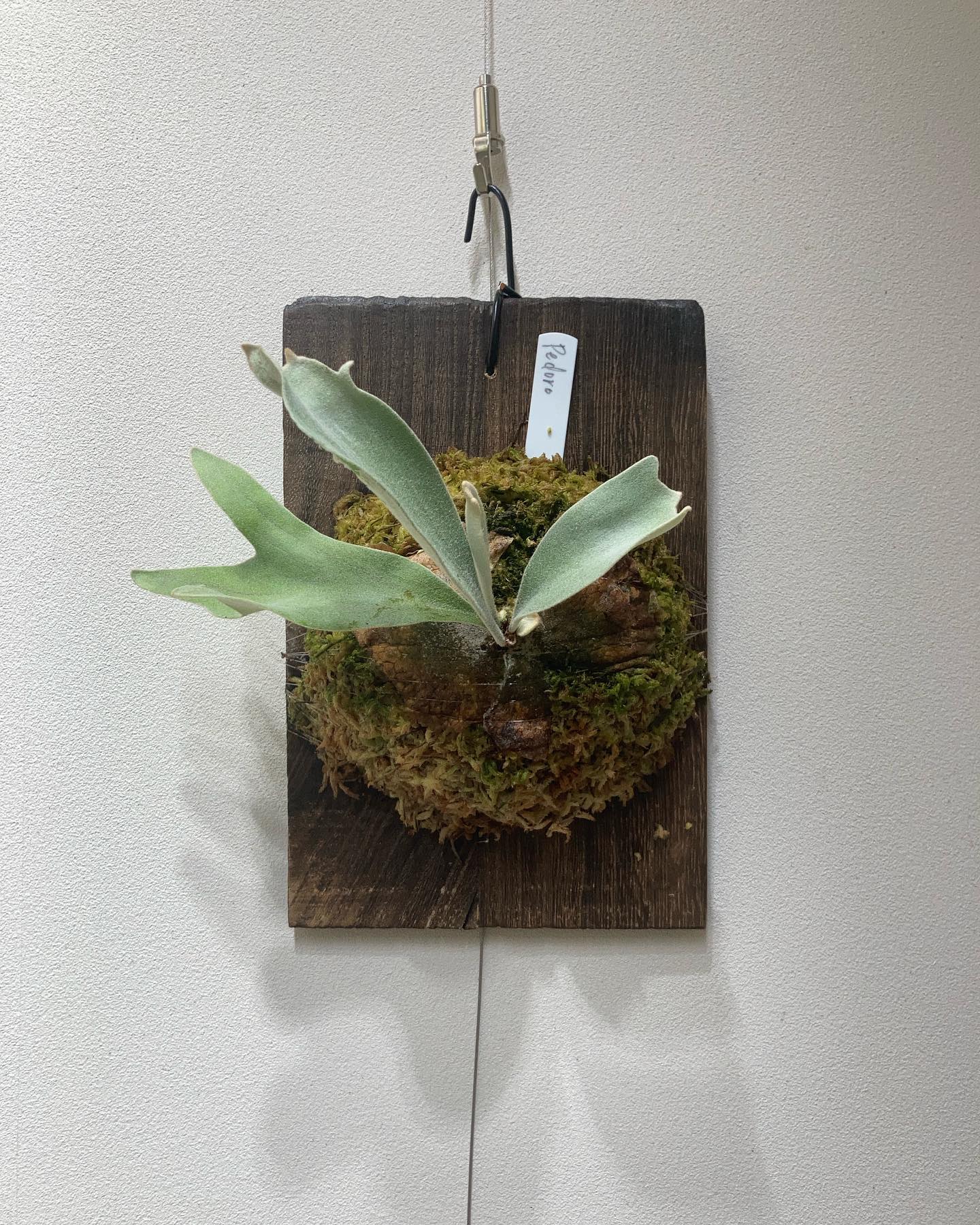 記念すべき1000投稿目はペドロです。 2000投稿するころには、素晴らしい葉姿になっているでしょう