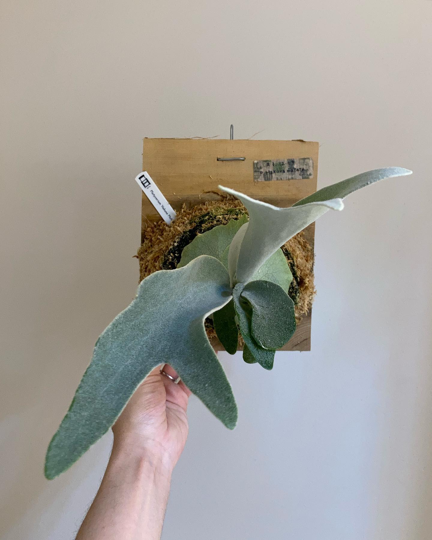 ハクナマタタ 根が板に到達したので苔増し記念。 ほんとによく育つ子。