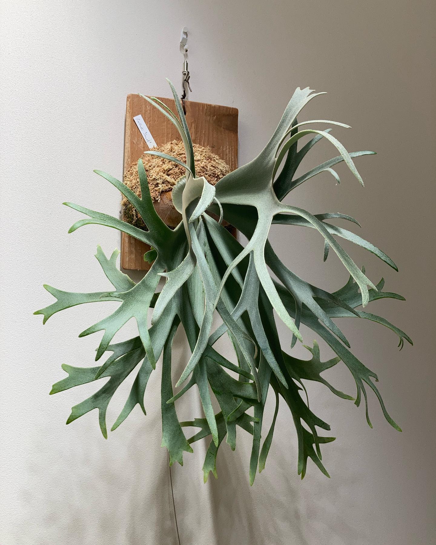 P. willinckii ’smurf’ 貯水葉、切れ込みが入っていてとりあえず一安心です fro