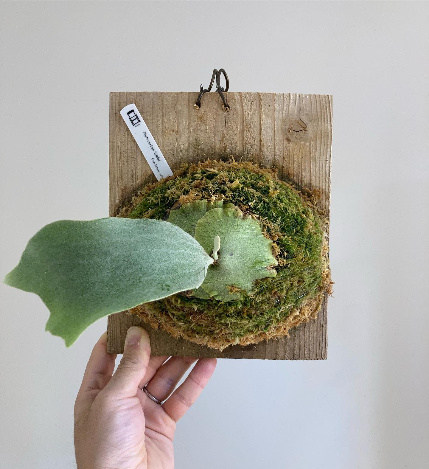 P.Ginka 一枚目 2023.01.05 二枚目 2022.09.27 根が板に到達したため苔増