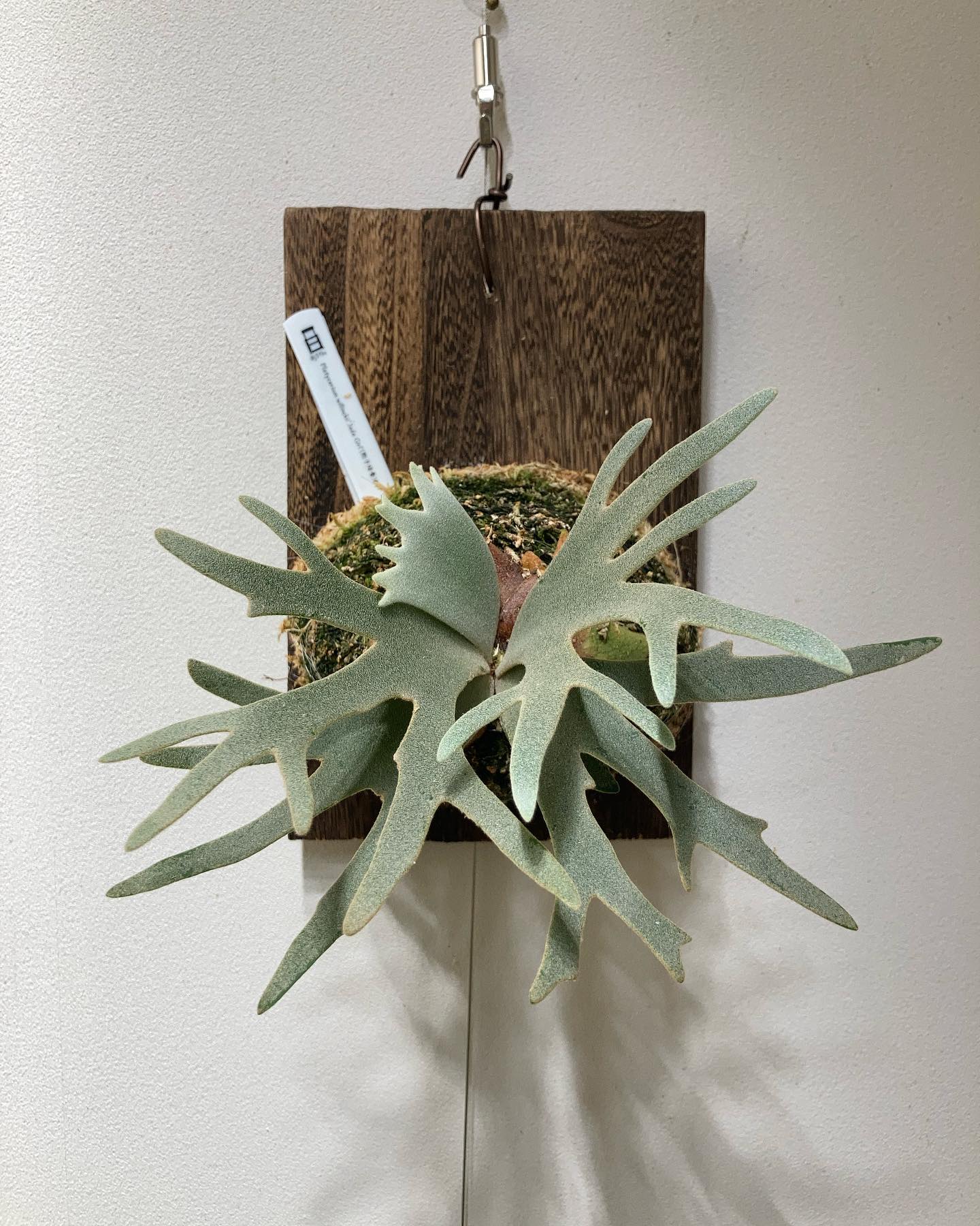 JGsめいてまいりました。 ワイヤー使うと綺麗に展開しますね。