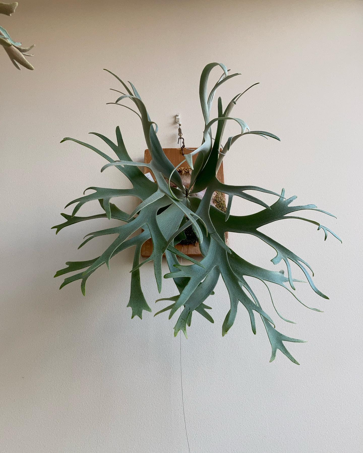 P. willinckii ’smurf’ 少しシンメトリーが崩れて残念。 次ターンの胞子葉が楽しみ