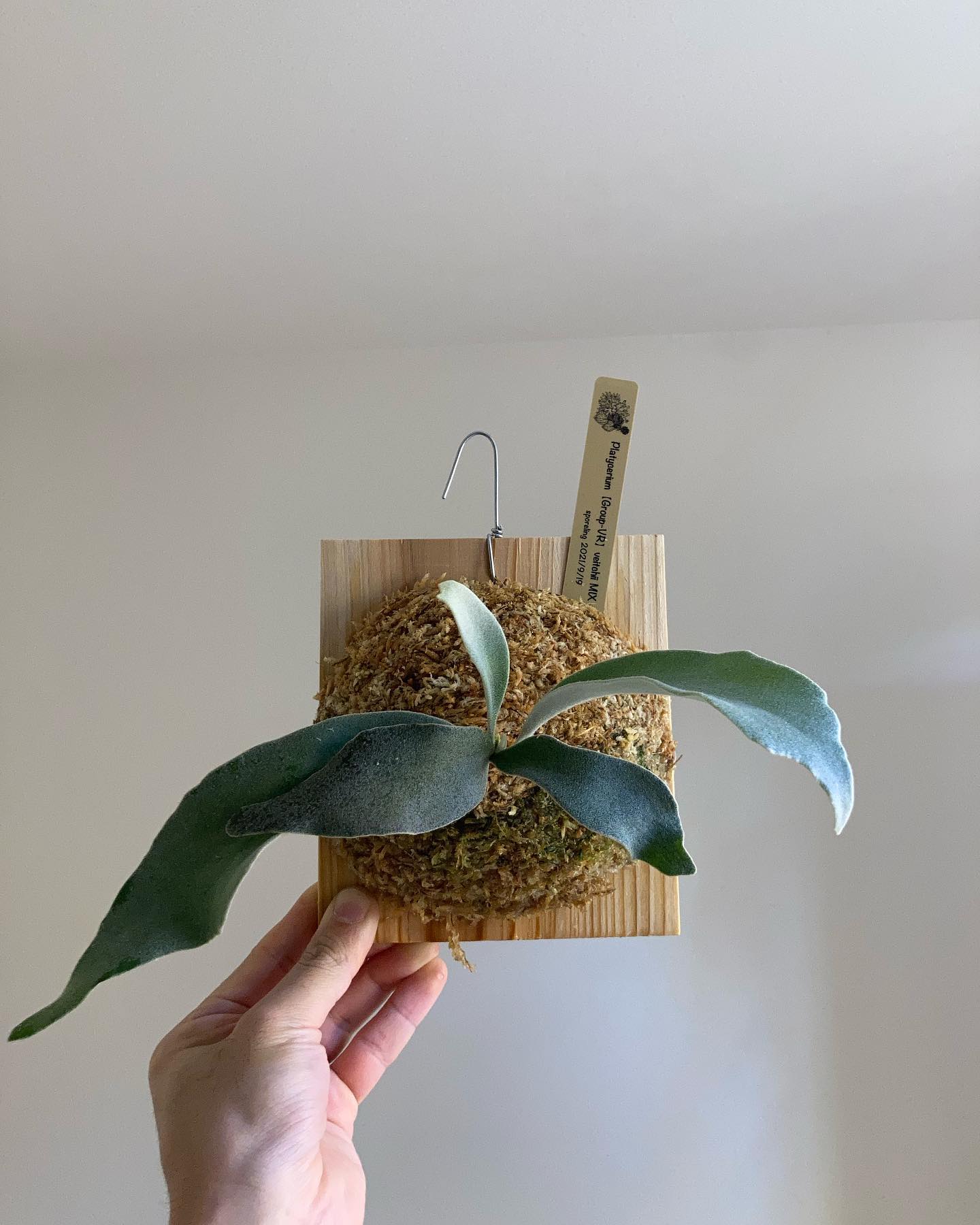 可能性の塊がやって参りました。 スポアって堪んないですよね。 from @acupom219