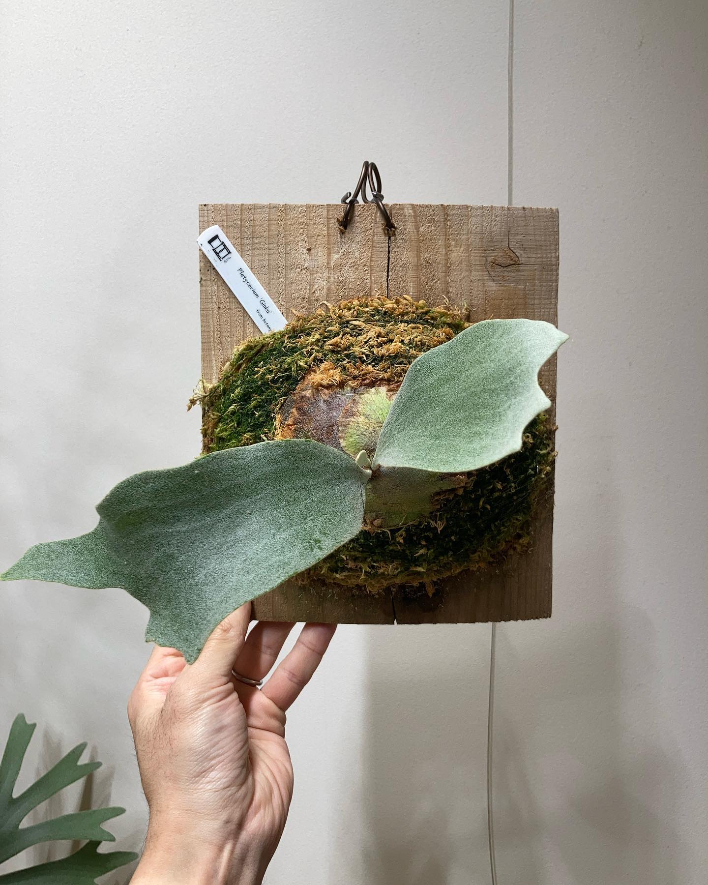 P.Ginka 一枚目 2023.01.27 二枚目 2022.09.27 うちに来て4ヶ月経ちまし