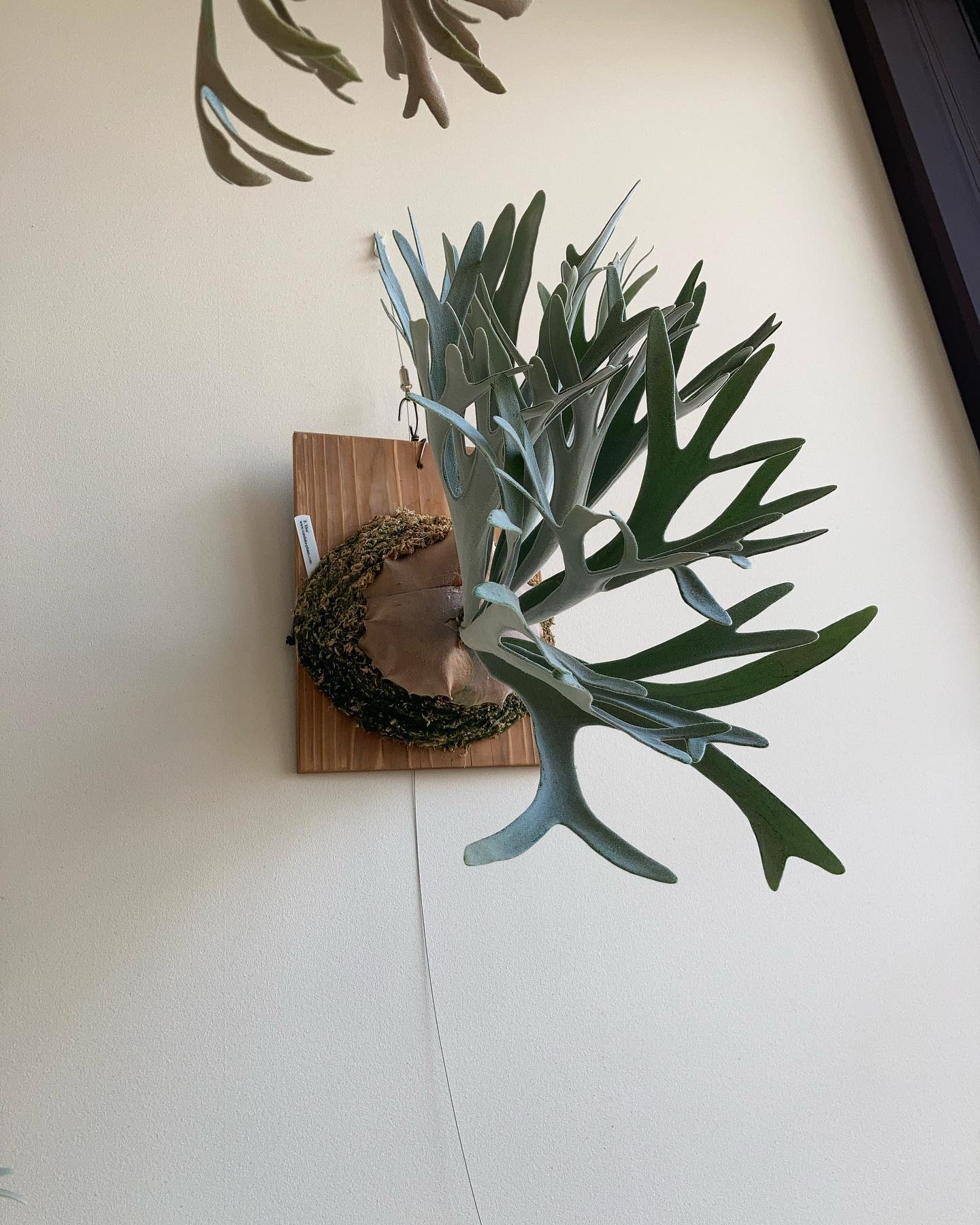 エルサ 待望の貯水葉ターン 今回で3ターン目、尖ってくれるのか！？