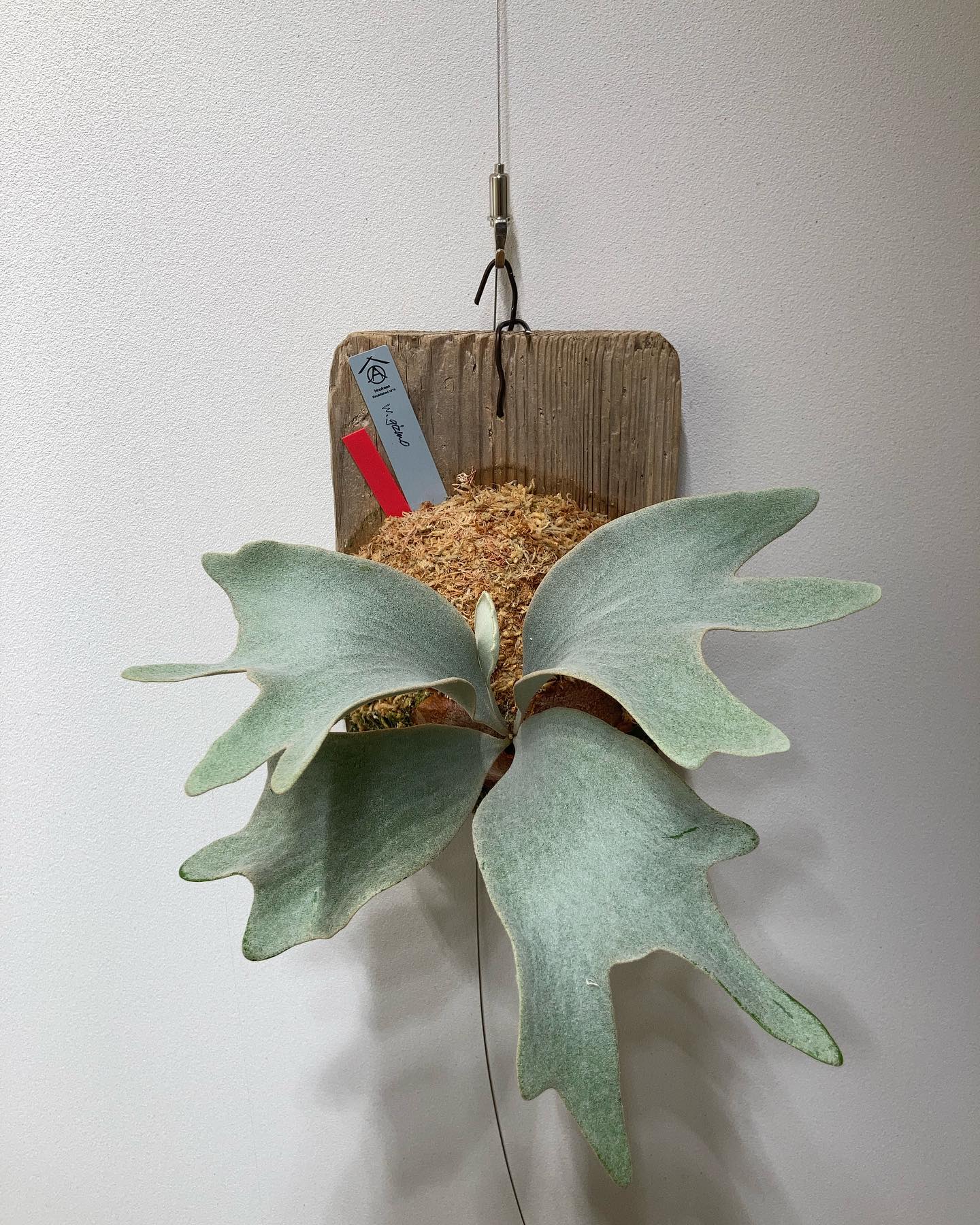 ホワイトギズモ 苔増し記念 ギズモ感少しだけ出てまいりました。 四枚目は、小株？野良ビ？ 小株だった