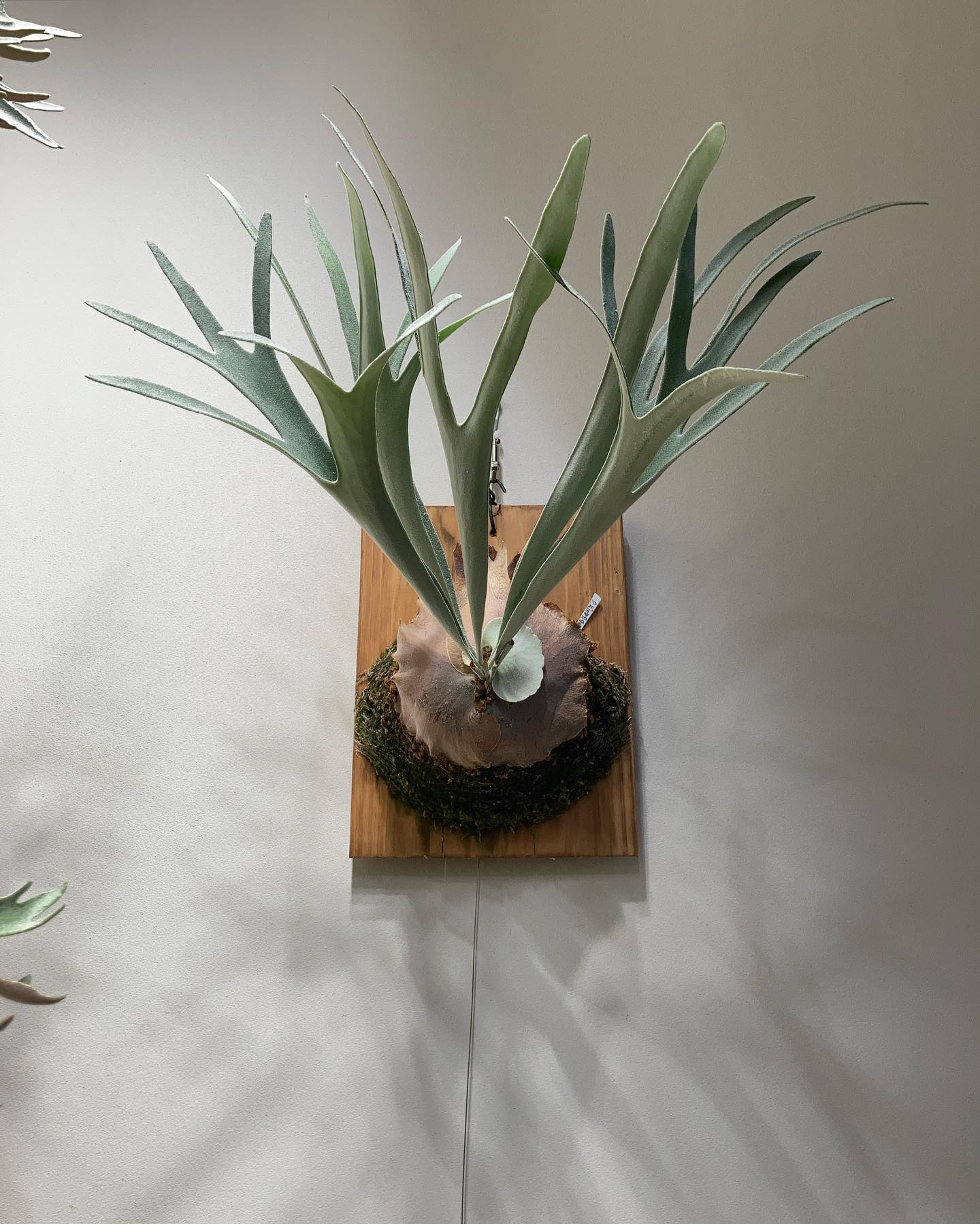 P.veitchii King fisher 以前に14本中9本をバッサリやったやつ。 普通に成長し