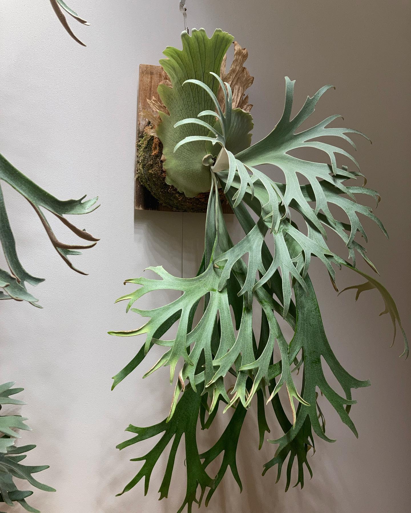 月光爪哇 貯水葉伸びてまいりました。