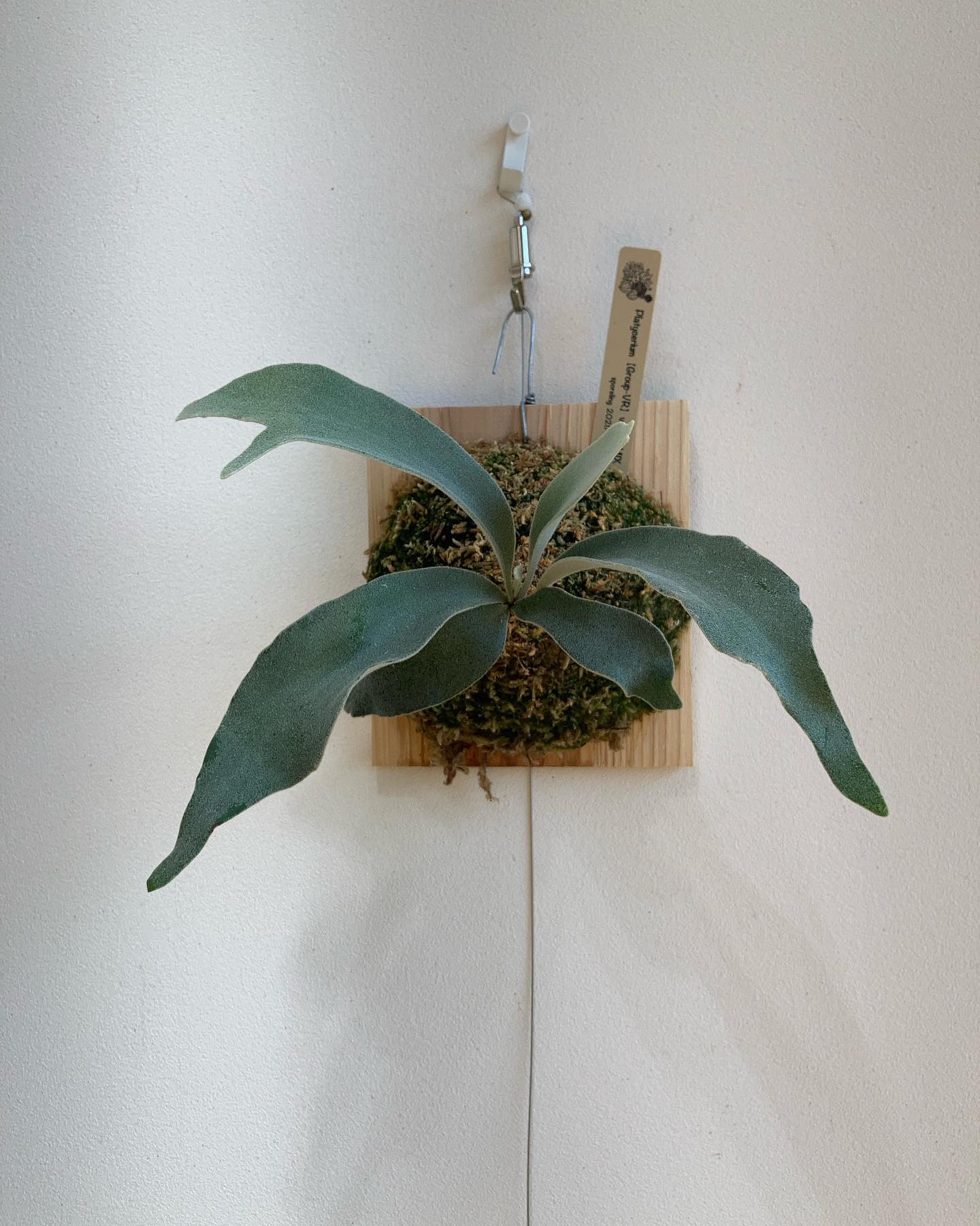 Group-VR べイッチーミックス 次の胞子葉は3分岐のようです。 このサイズのベイチーで分岐する