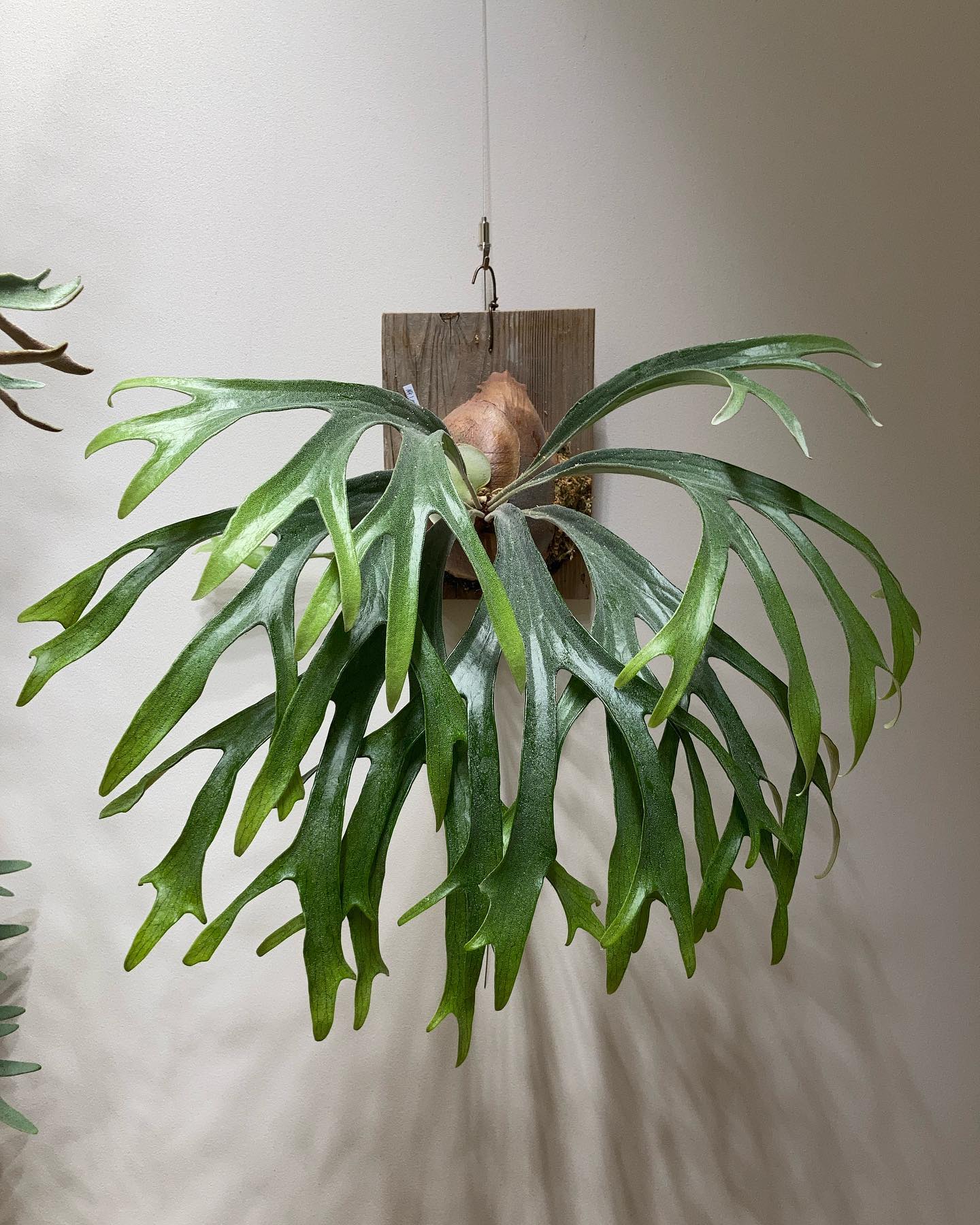 古葉が落ちてちょっと男前に。 ルイスってカッコいいですよね。