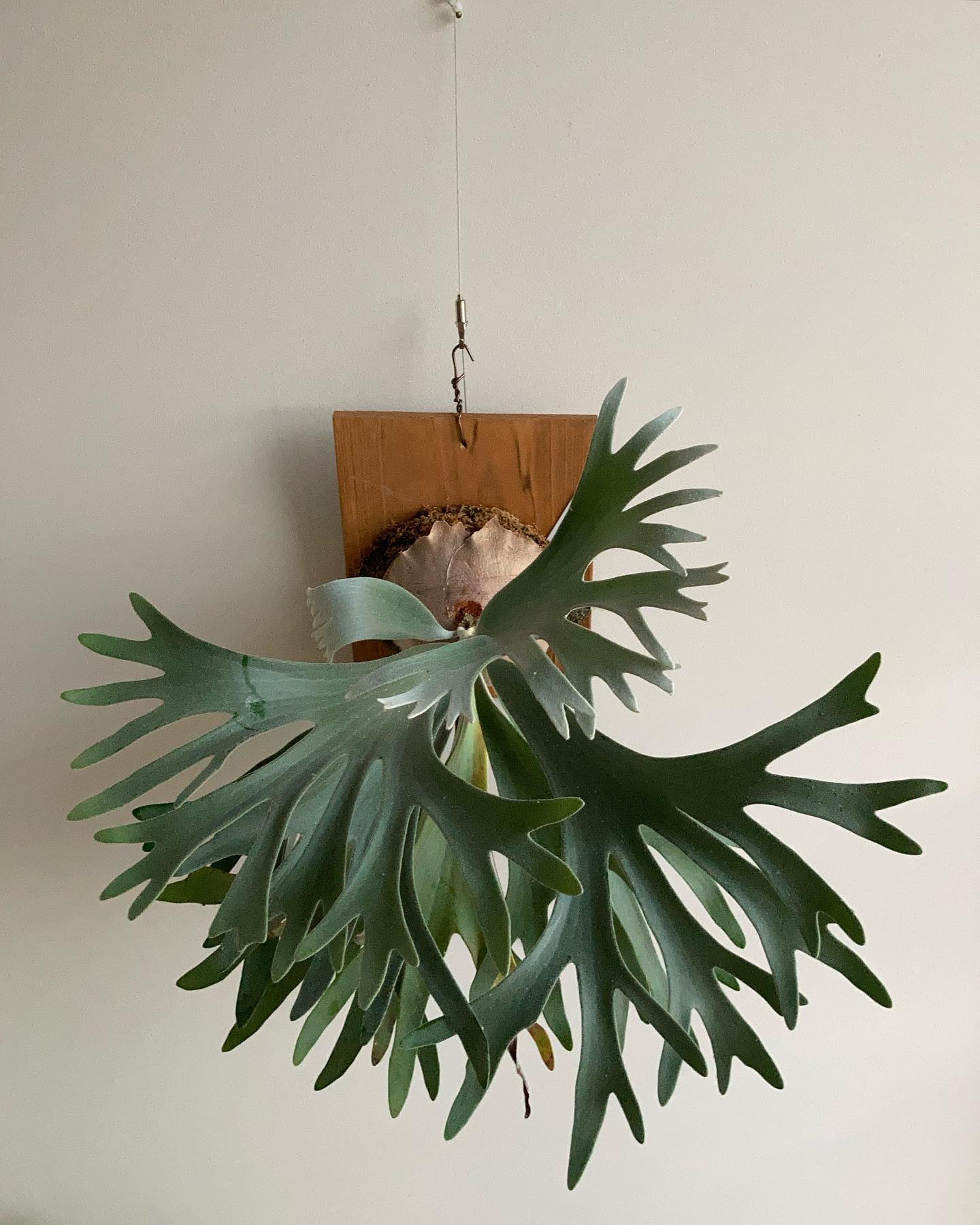 おセルソ様 一枚目令和5年2月25日 五枚目令和3年7月20日 ビカクはすぐ大きくなります