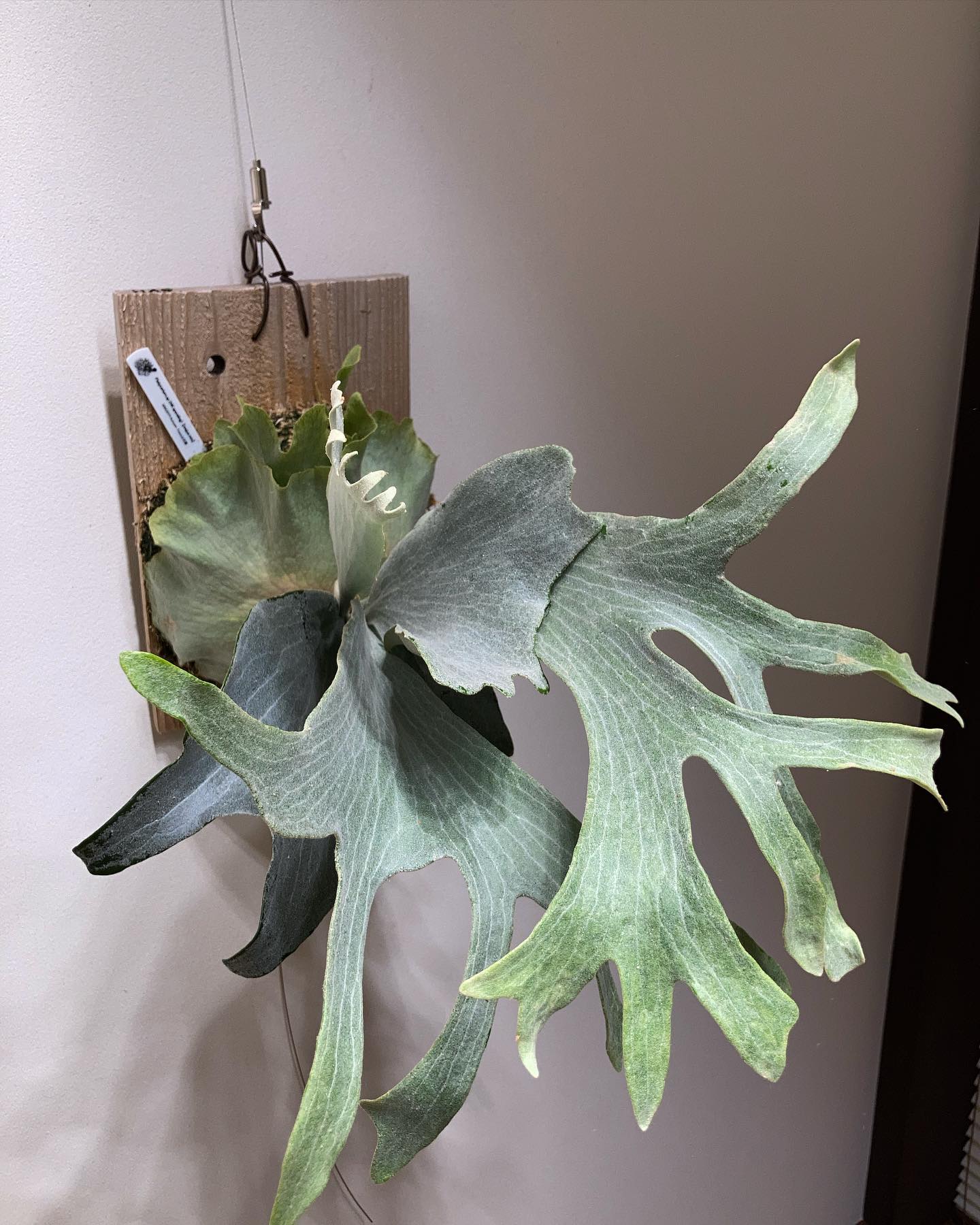 Majus mix 一枚目2023.2.1 四枚目2022.6.28 結構大きくなって来ました。 や