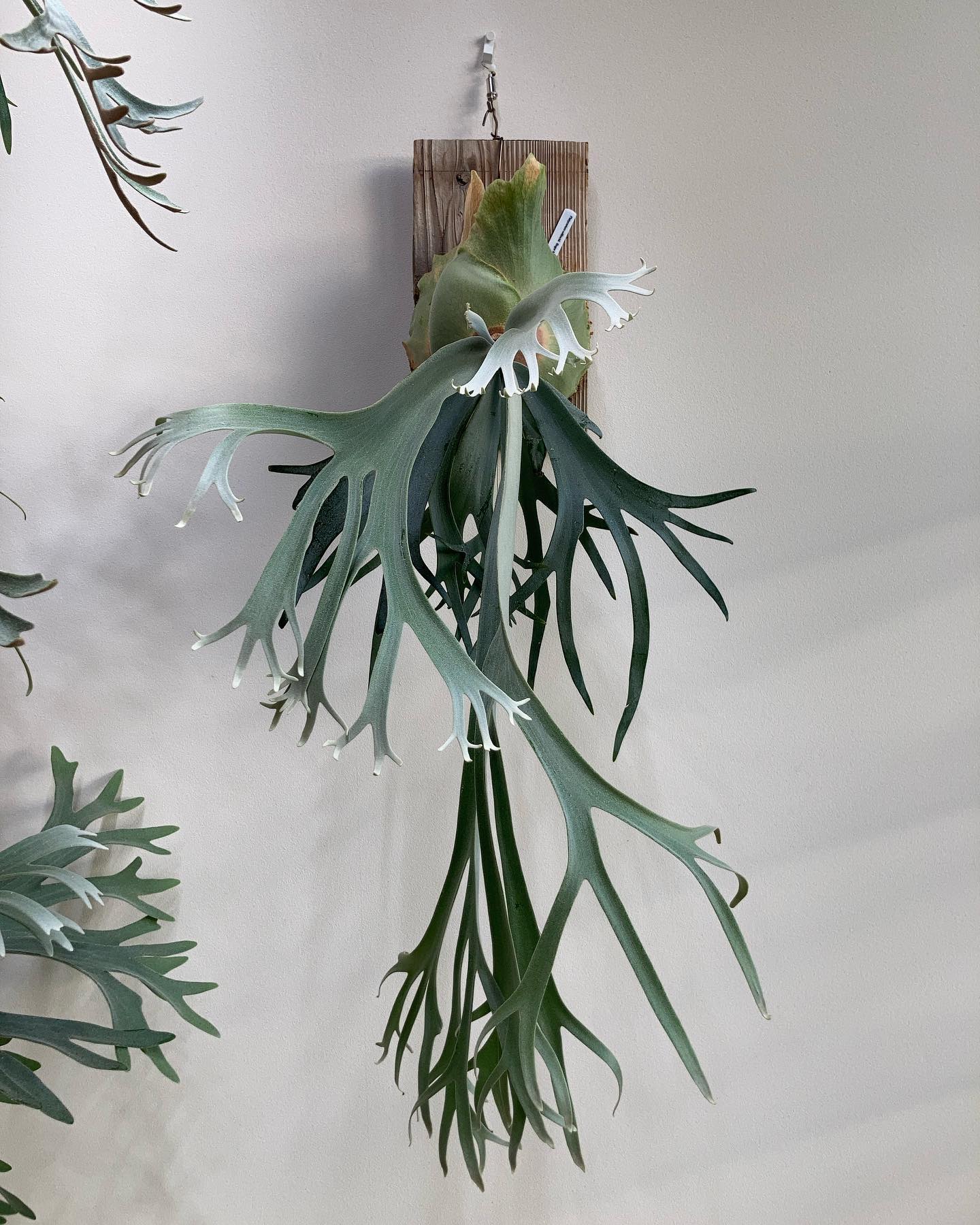 ボゴールスーダン 成長めっちゃ早いやつ