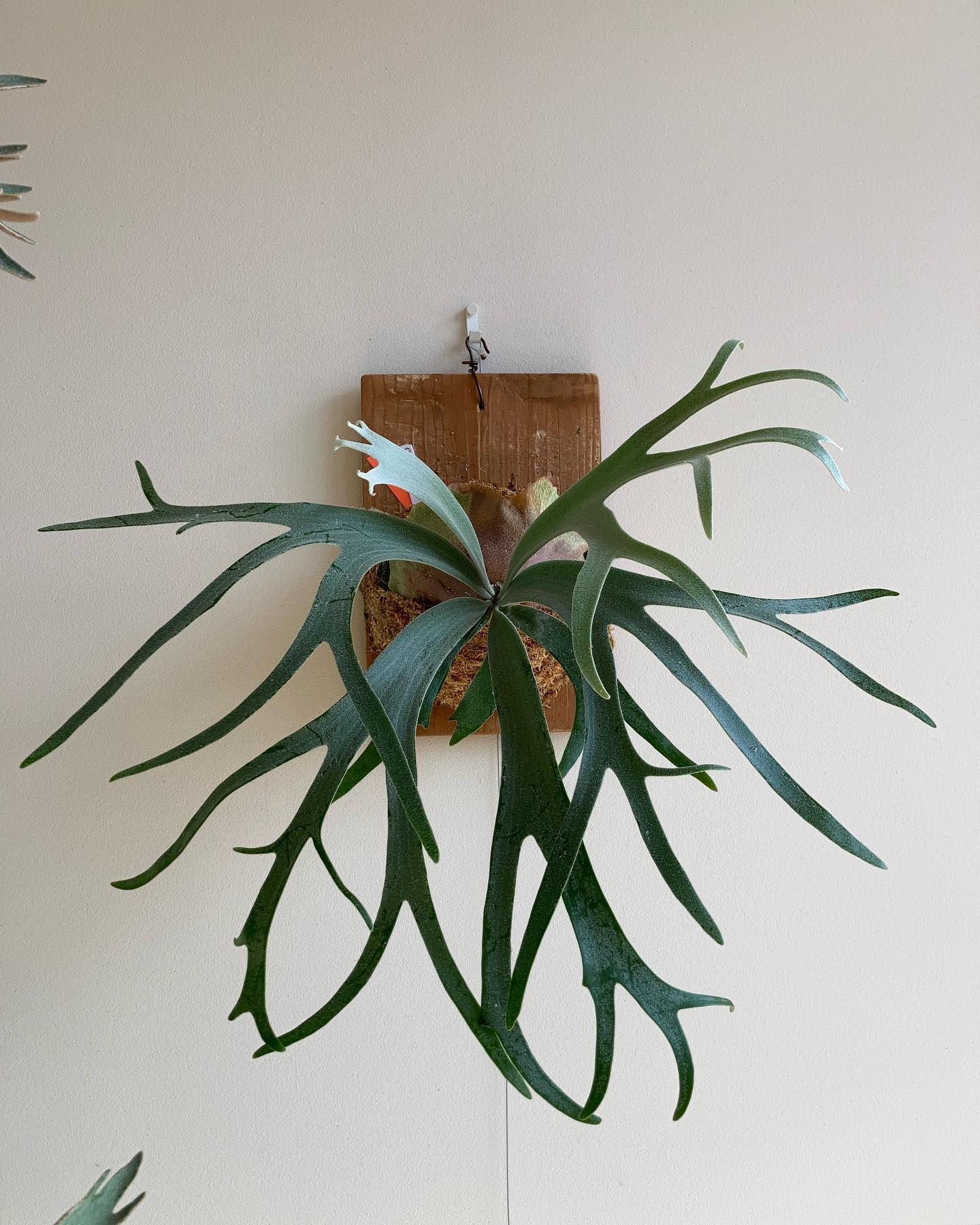 P.willinckii 'moonlight' 根っこがボーボーだったので、苔増し記念。 こまめに