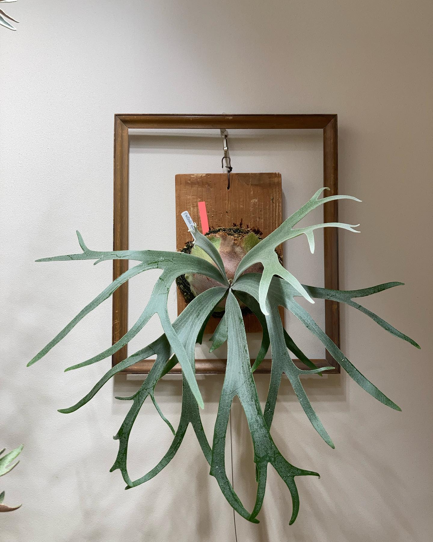 P.willinckii 'moonlight' moonlightは複数ありますが、全て素晴らしい