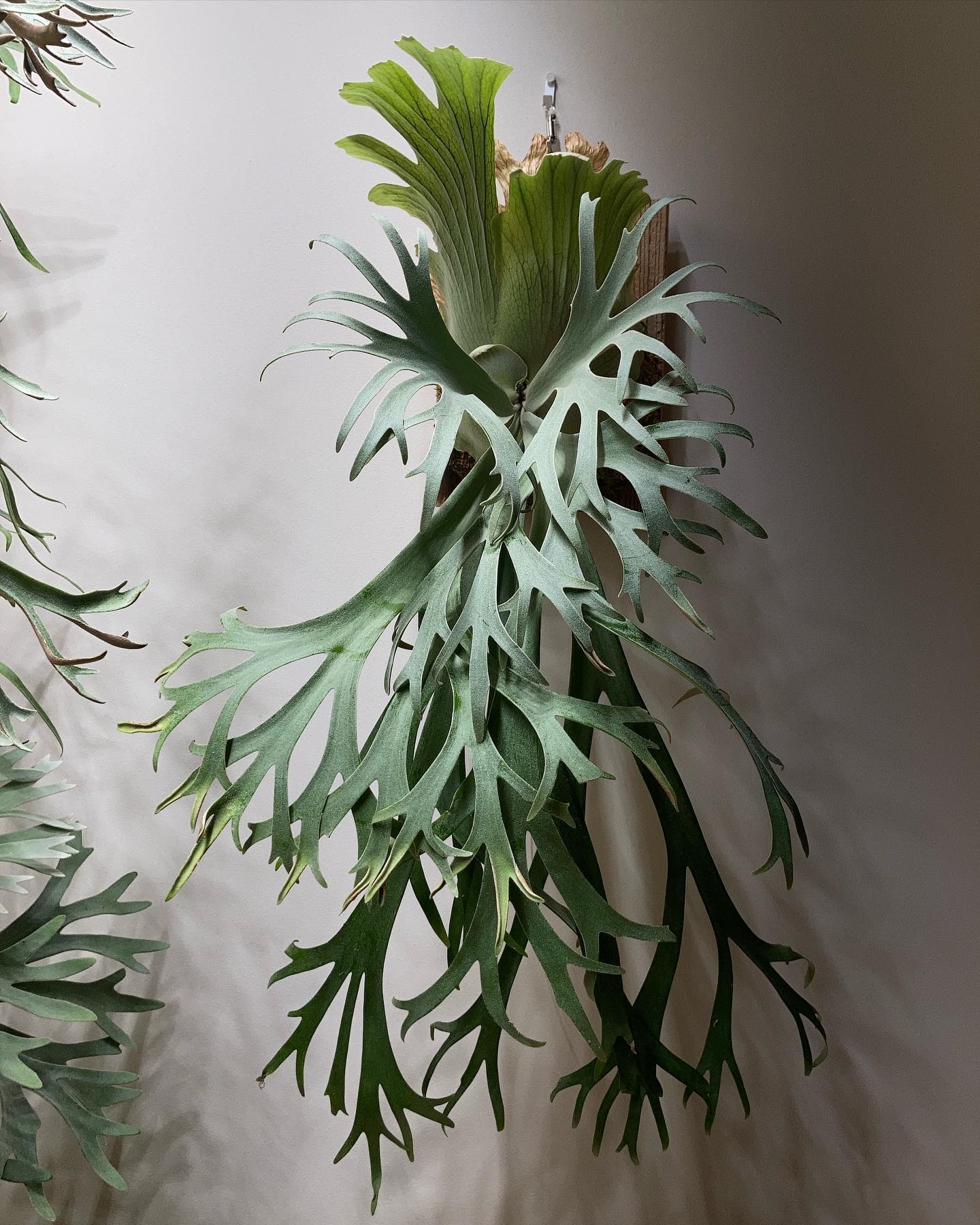 月光爪哇って ターンXっぽくないですか？