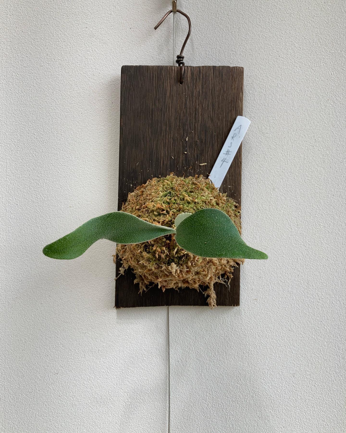 アーバンリバー胞子培養＃4 すでにこの段階で貯水葉に切れ込みが！ ただの早熟か？それとも期待していい