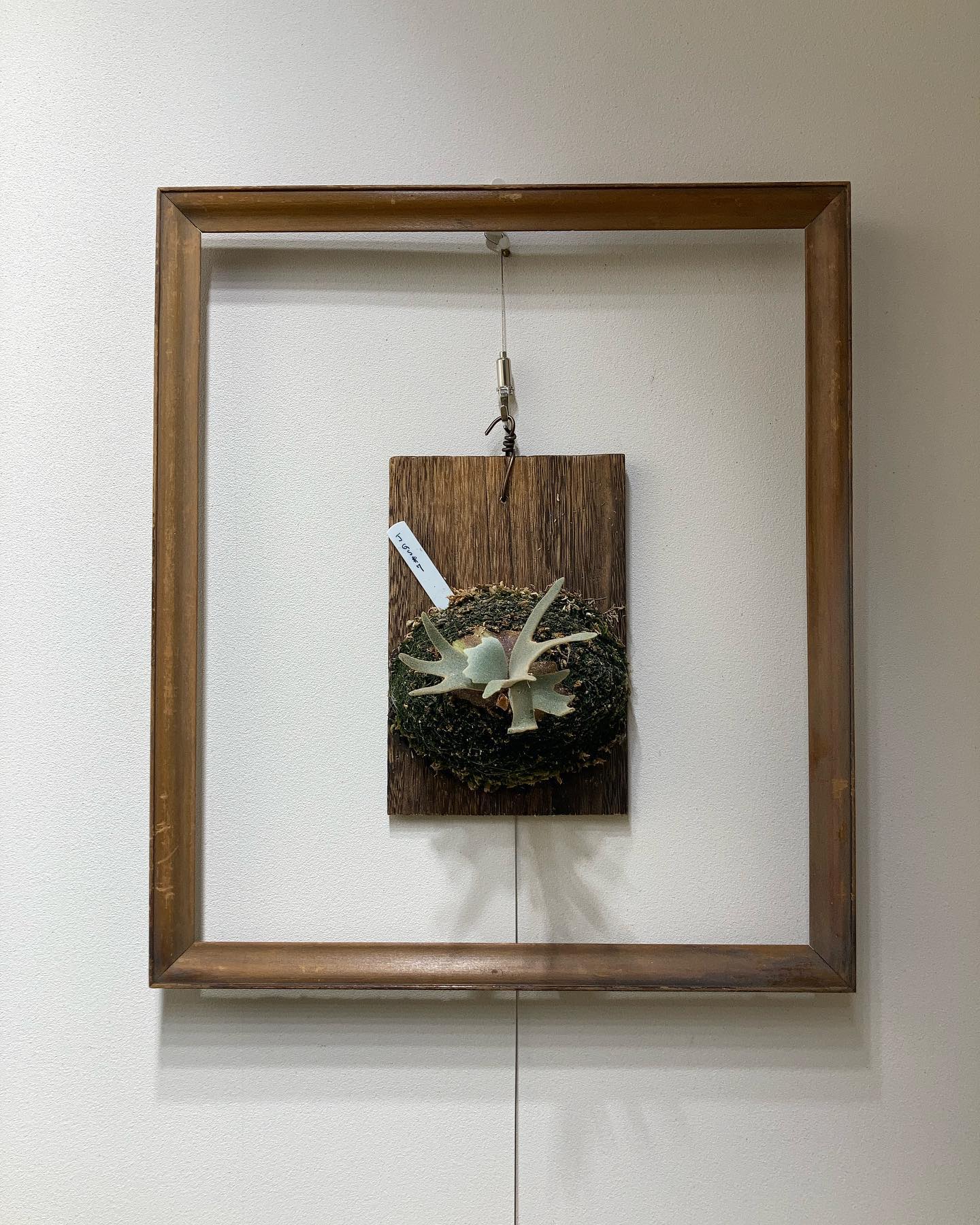 JGs このジェイド姫は色が好き 黄色っぽいのには矮性の傾向があるみたいです。