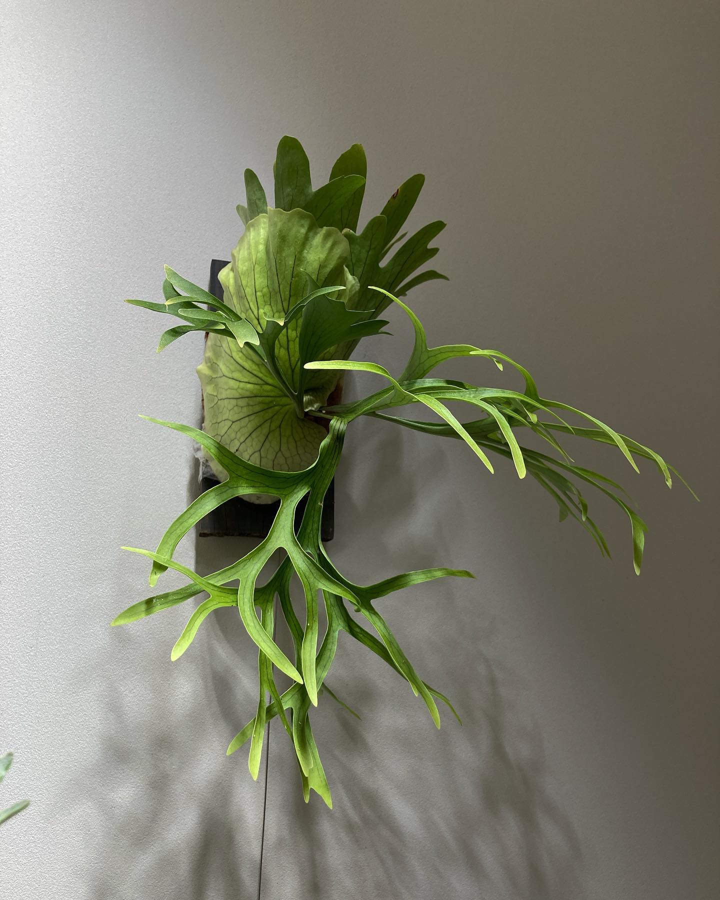 コロナリウム 異形感がかなりツボ 新しい貯水葉は尖らないくせにやたらデカい！ 湿度が低いせい？ 白系