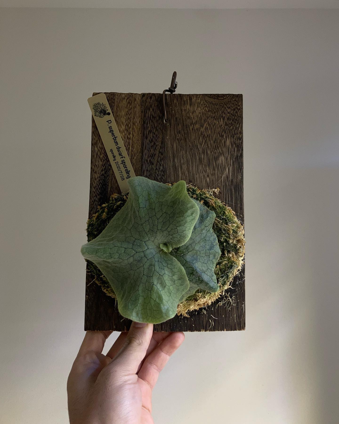 スパドワスポアちゃん これは恐竜の遺伝子が入ってますね。 間違いない。