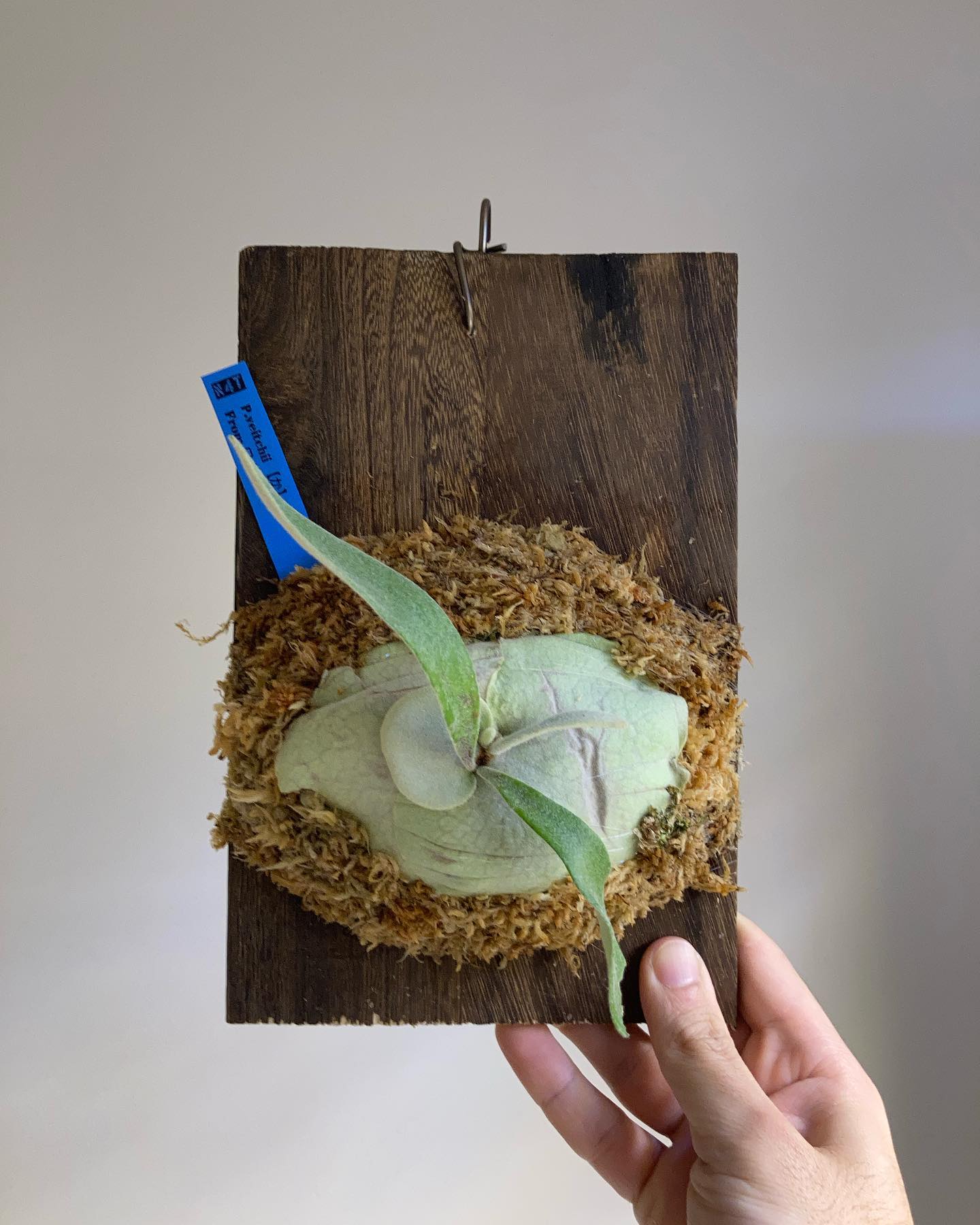 か ついに我が家にやって来ました。 樹祭で親株を見て腰を抜かし、ヤフオクで殴り負け…紆余曲折を経てや