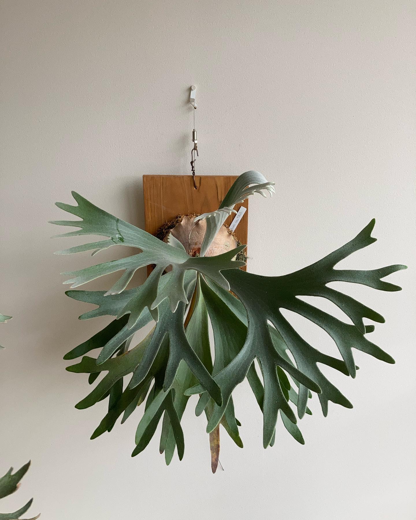 おセルソ様 この時点でもう堪らない ペドロとの違いも気になりますので、比較するためペドロも爆速で大き