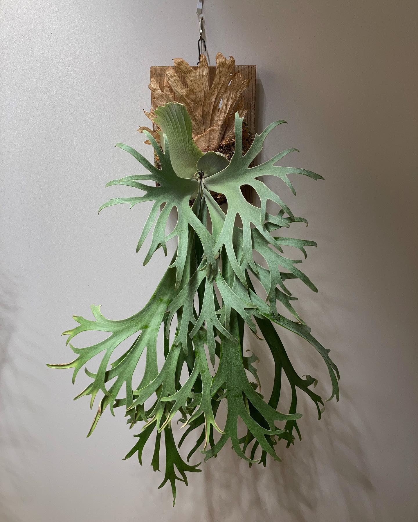 月光爪哇 2023年2月