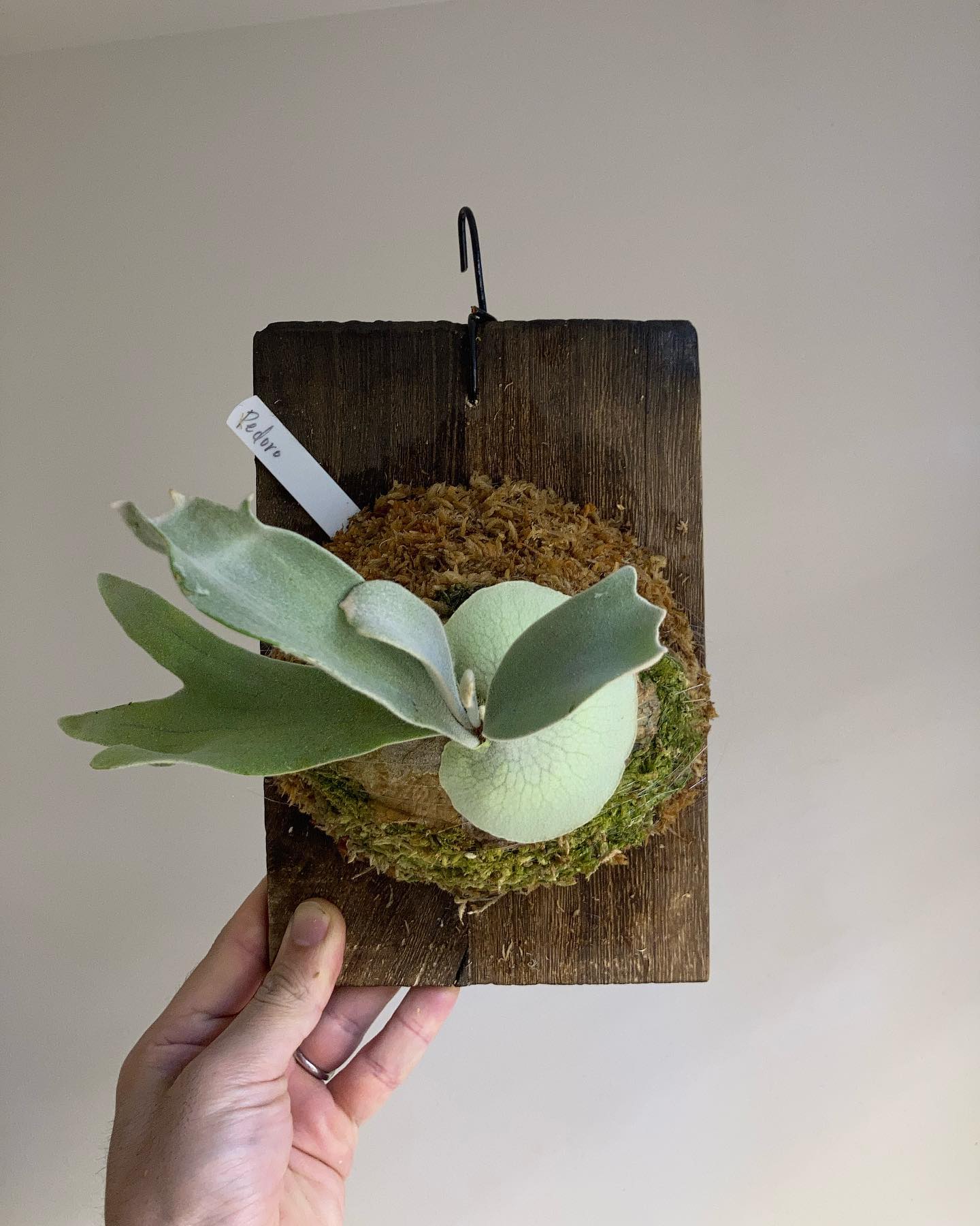 おペドロ様 根が板に到達したため、苔増し記念。 一枚目2月23日 二枚目1月18日 今は緩慢な成長ス