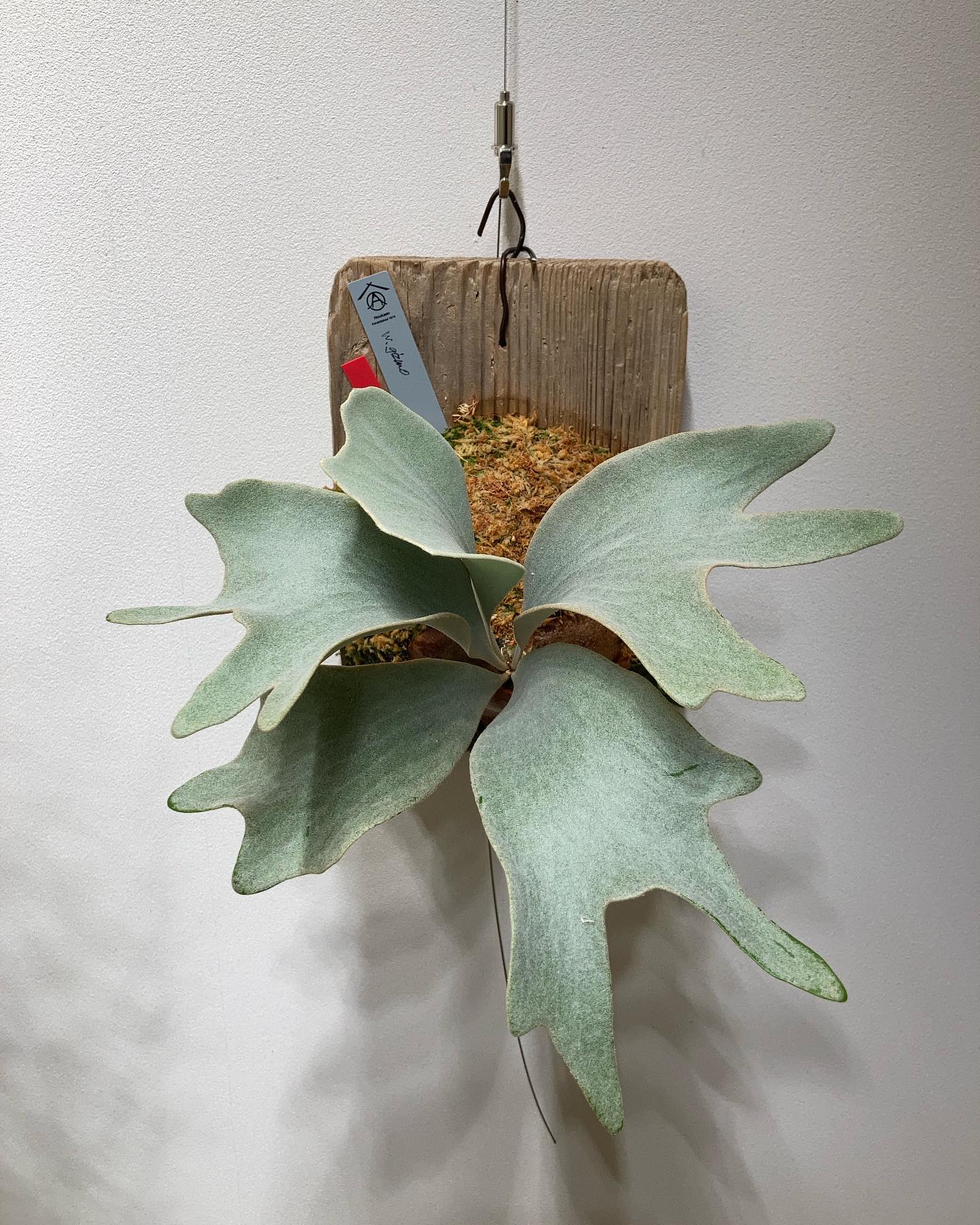 ホワイトギズモ 貯水葉ターン到来 次の胞子葉は多分多分岐