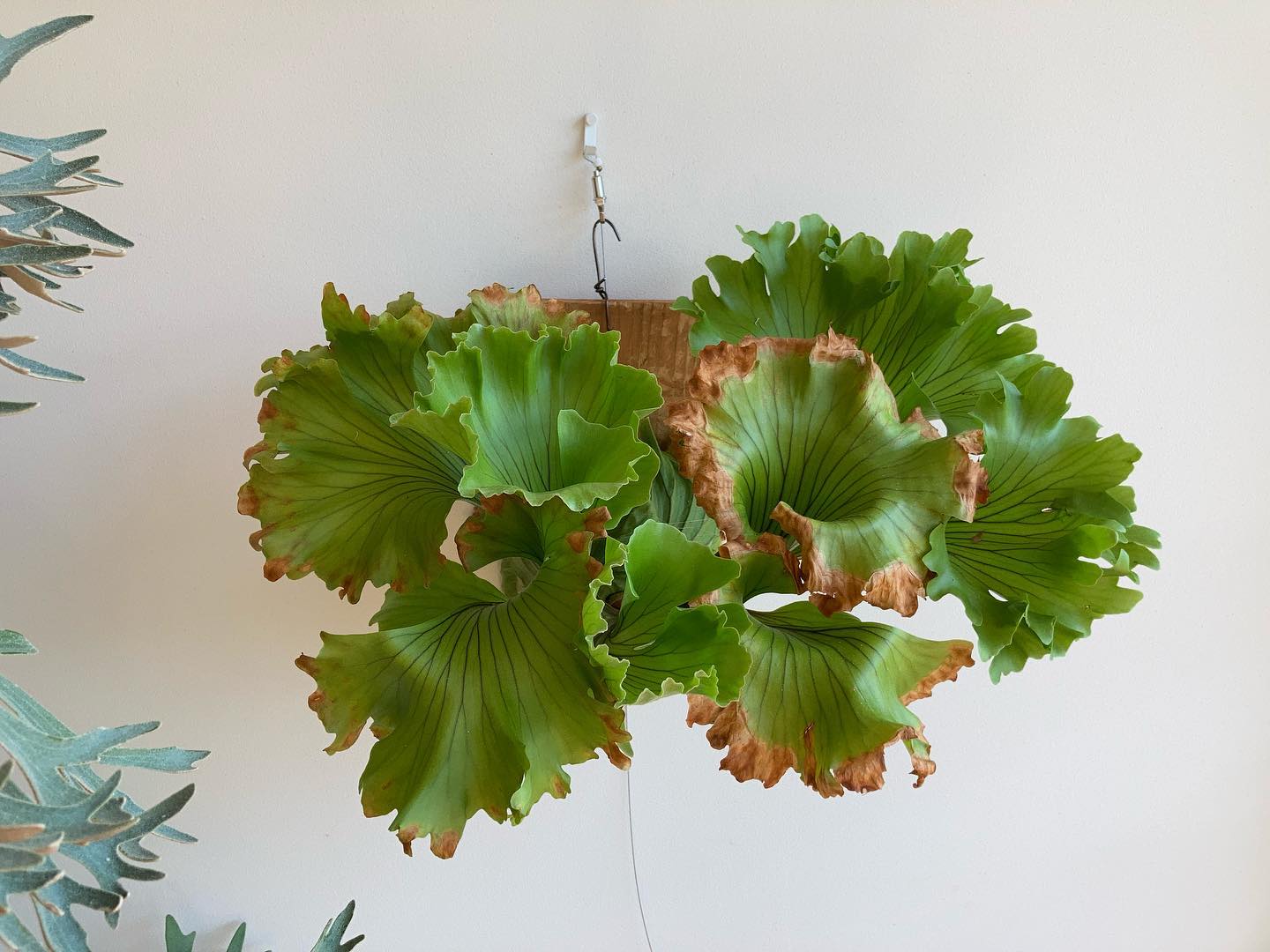 モンキーキング 強い