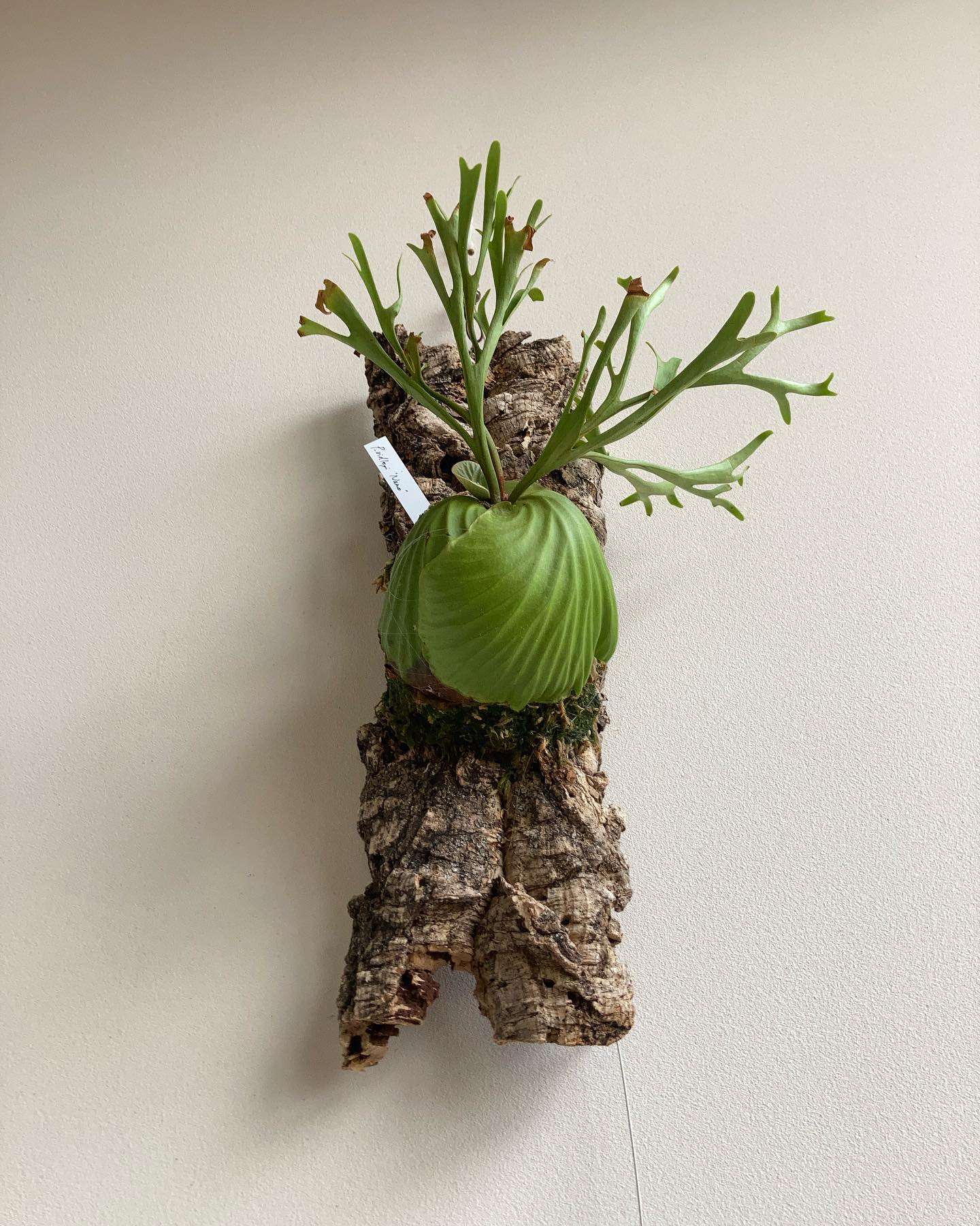 Platycerium Ridleyi Nano 右側が綺麗に巻きました。 やはり水遣りのタイミング