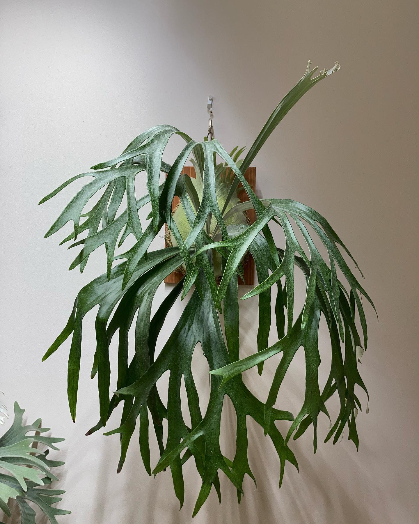 うちにもあるよライディーン 次の貯水葉ターンがとても楽しみです。 from @botanyvalle