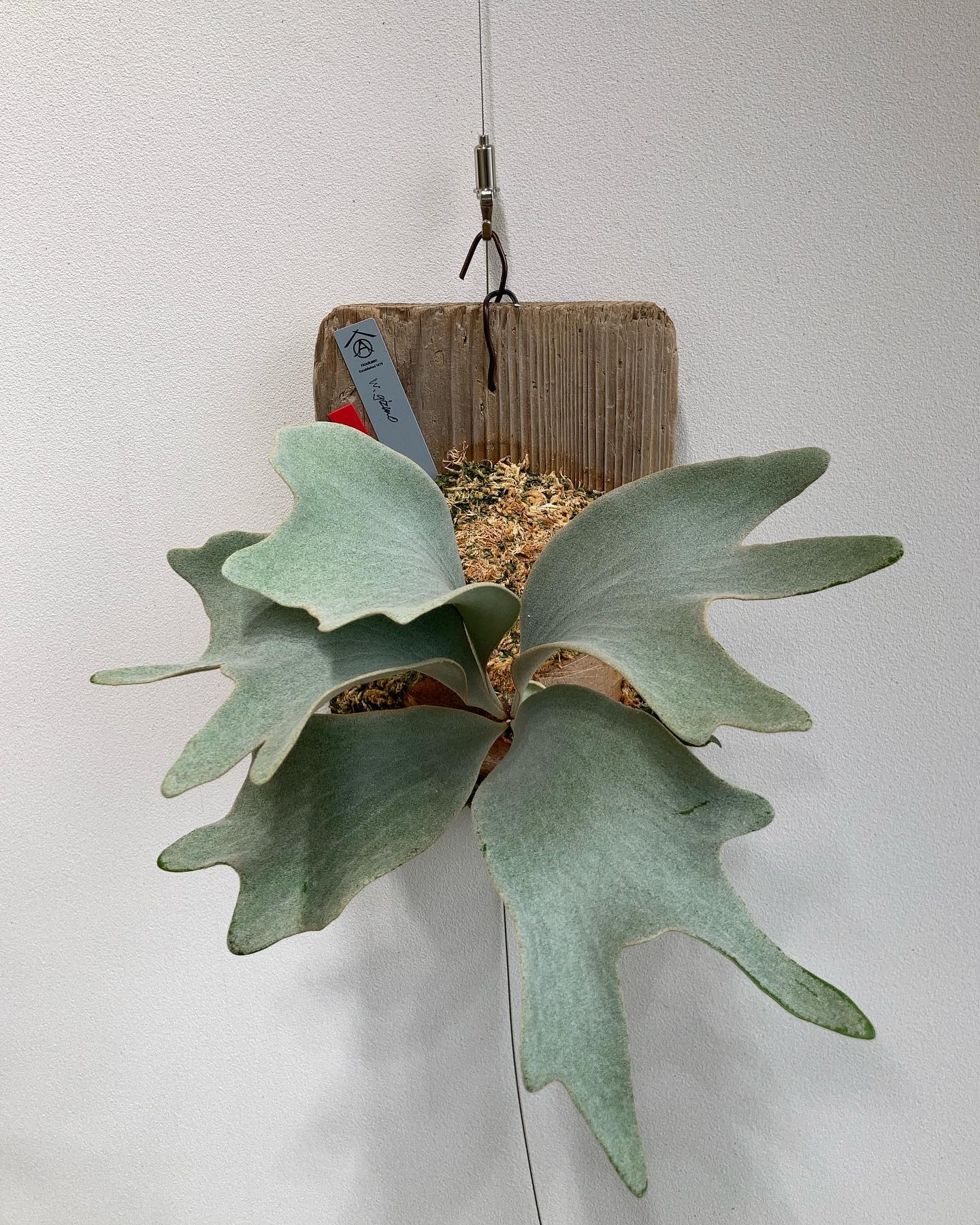 ホワイトギズモ うちのホワイト族その一 これがシダって信じられない。