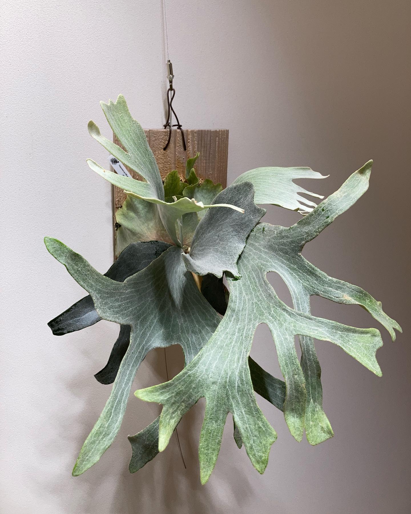 Majus mix 成長遅そうに見えて実は普通なビカクです。