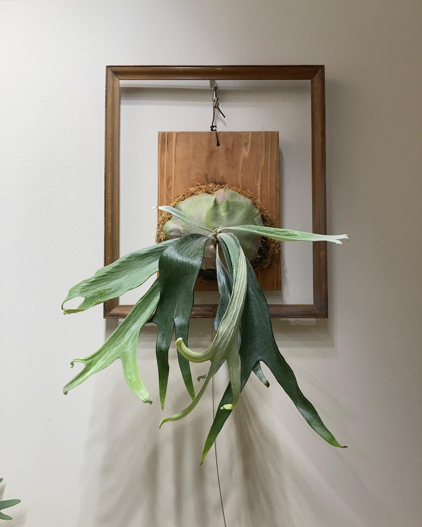 キャリーさんへ、こちらが以前お話しした白ルイスです。 うちでは2番目に癖が強いビカクです。全く素直に