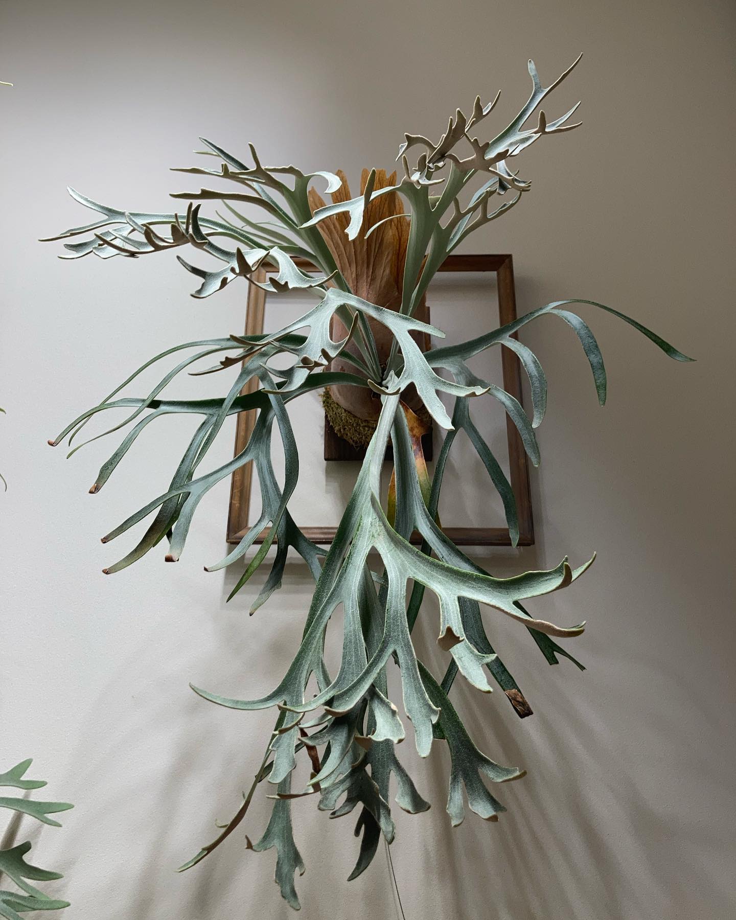 P.willinckii moonlight 久しぶりに登場。 貯水葉も少しずつ大きくなってます。 