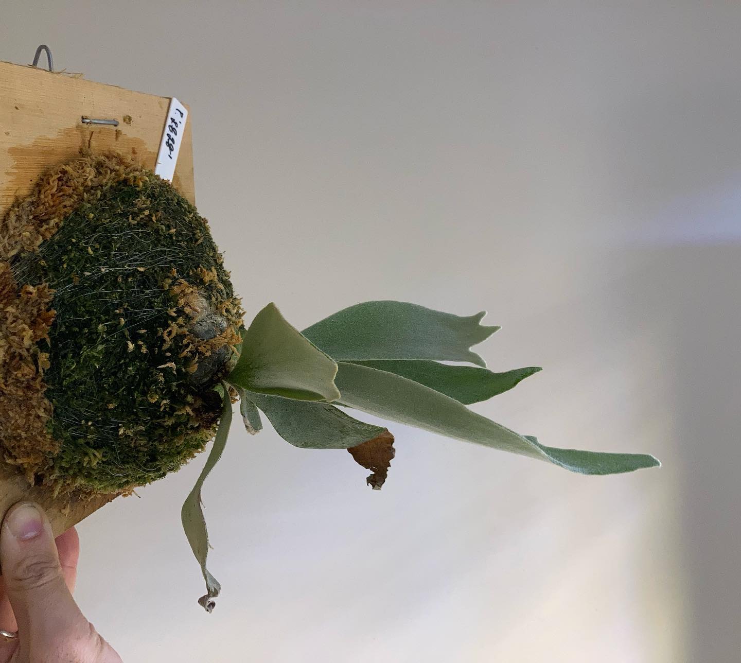 P.gqgq 根が到達したため苔増し記念。 やっぱり白くて肉厚な胞子葉です。