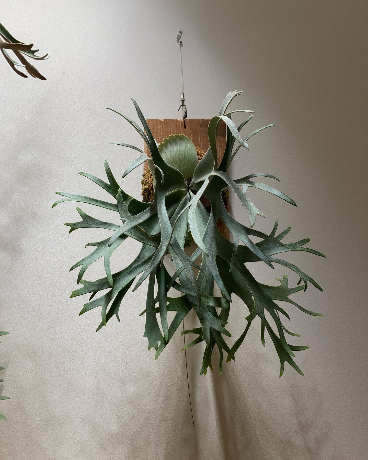 P. willinckii ’smurf’ トゲトゲ貯水葉になりそうです。 ハリネズミみたいなビカク