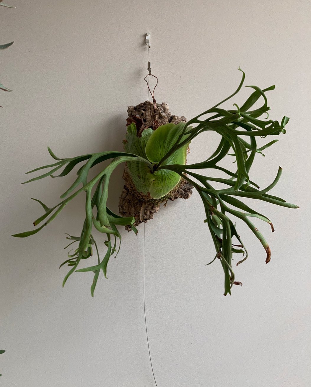 細葉繋がりでコロナリウムWaiWai 貯水葉が揃いつつあります。 次の胞子葉が日本仕様で短め多分岐と