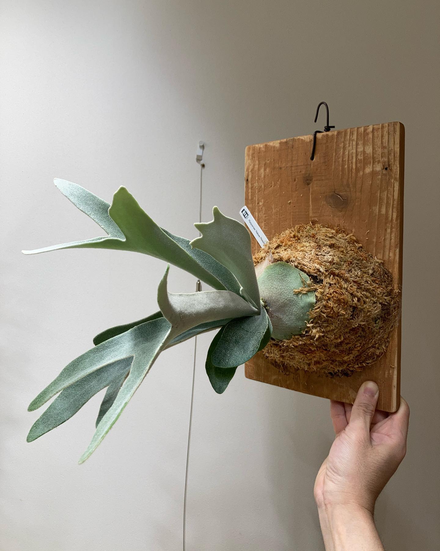 ハクナマタタ 苔増し板替え記念 ついに大人用の板になりました。 めでたい！