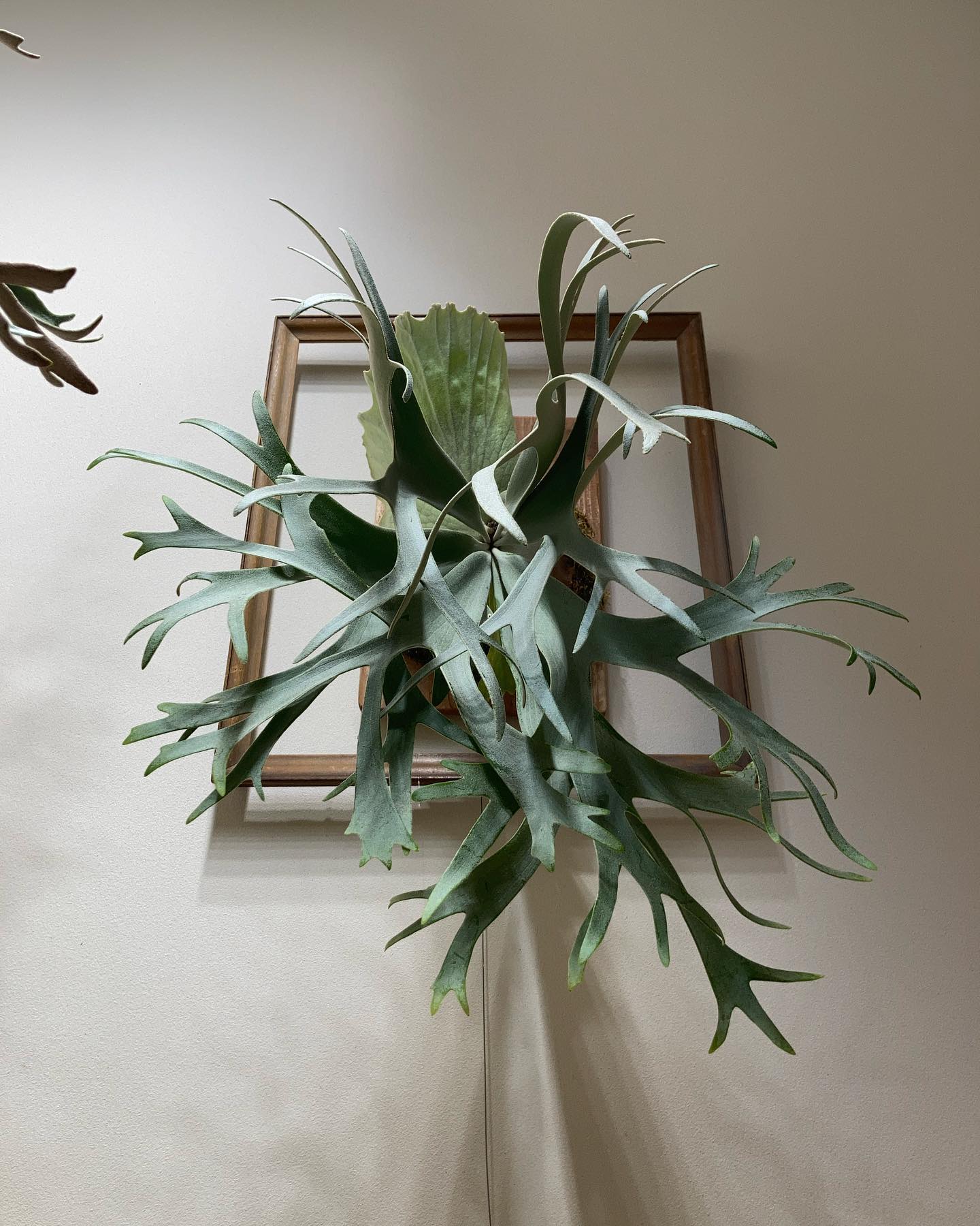 P. willinckii ’smurf’ なんか蝕に出てきそうなフォルムになりました。 鷹の団襲っ