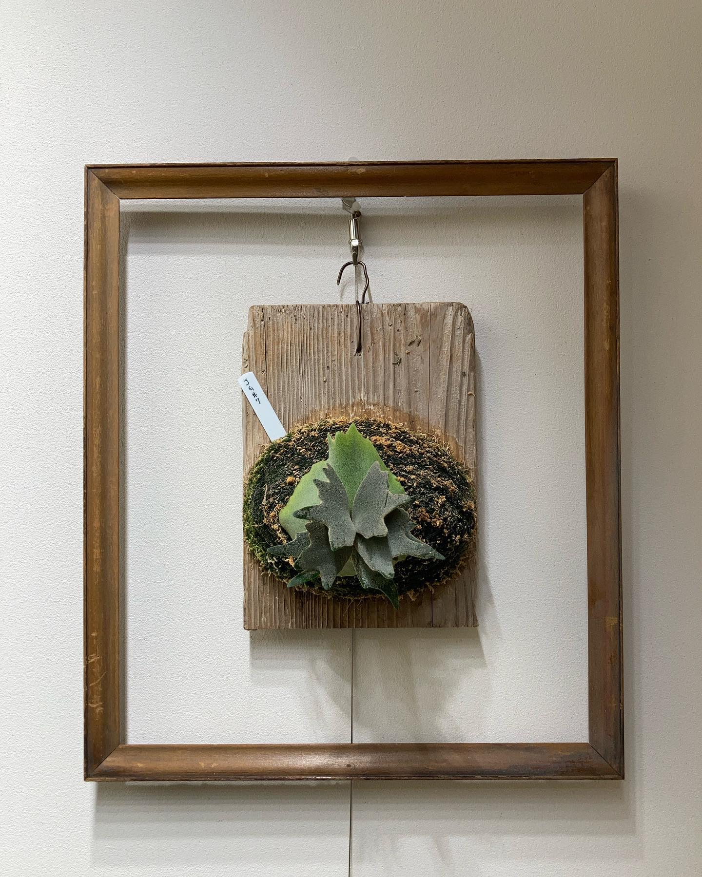 JGs このジェイド姫はむちむち