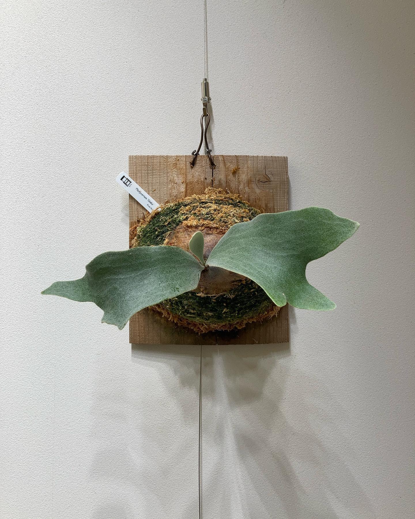 P.Ginka 苔増し記念 Pフードをしこたま入れました。