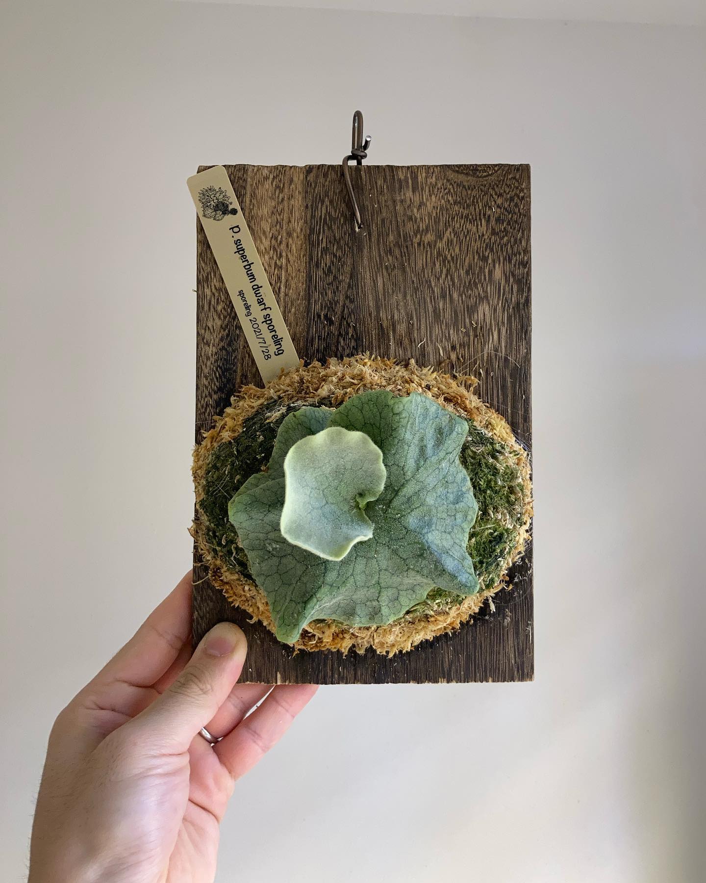 私の癒し担当スパドワスポアちゃんです。 やっと苔増し板替え記念 成長めっちゃ遅いですが、それもスパド