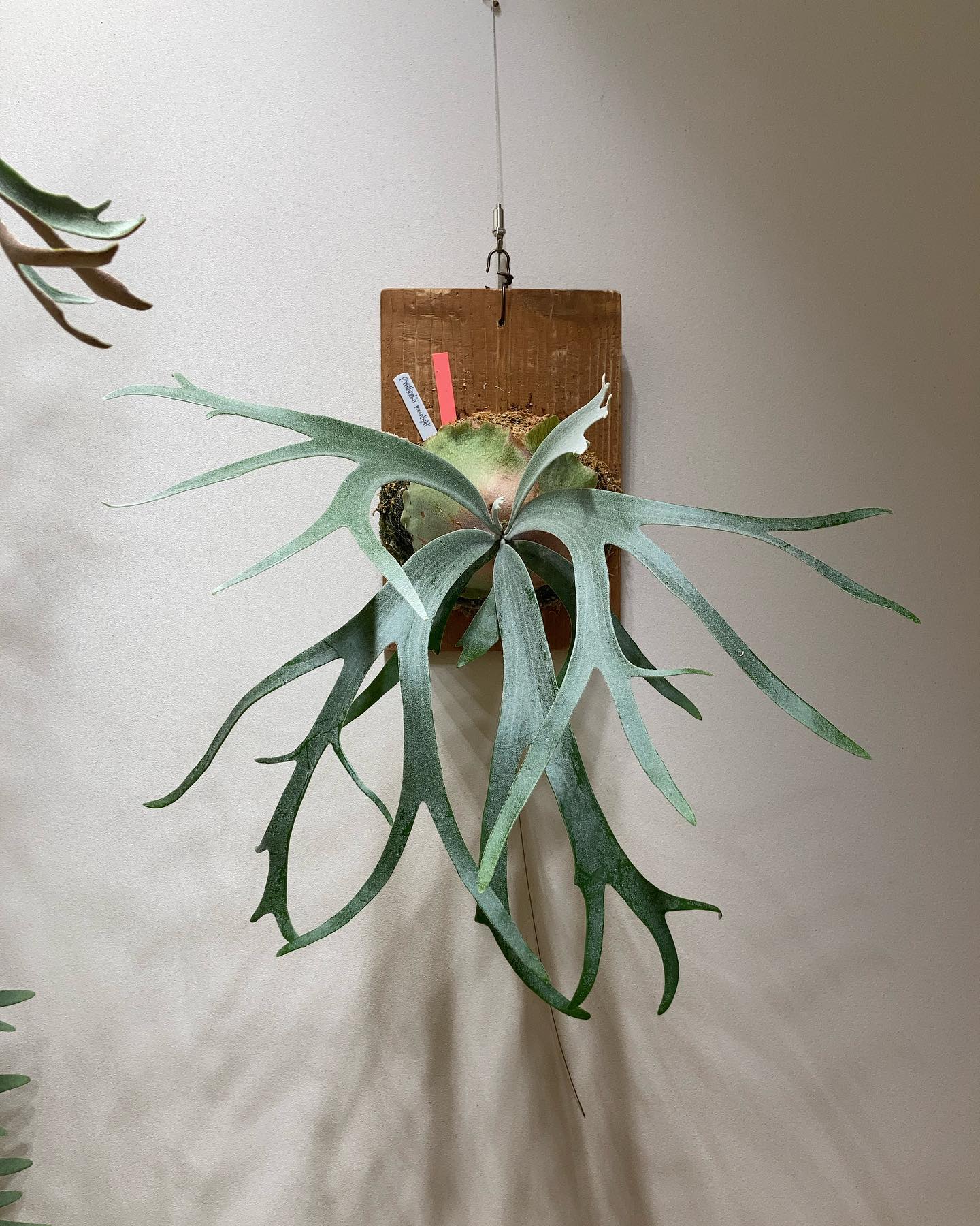 カールするのほうのP.willinckii 'moonlight' 次はついに貯水葉のようです 中学