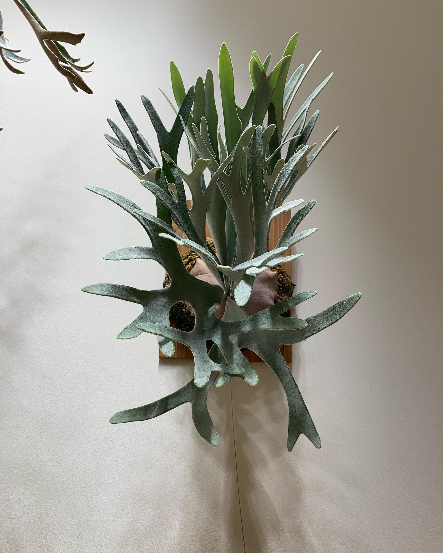 エルサ 貯水葉がないと締まんないですね。 アンテナのないガンダムの様です。