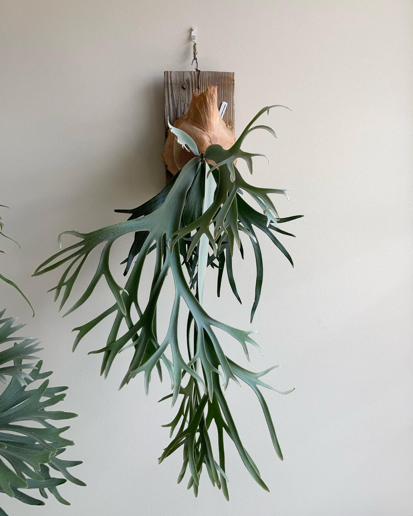 おスーダン様 左右対称になったらかなり良くなりそう