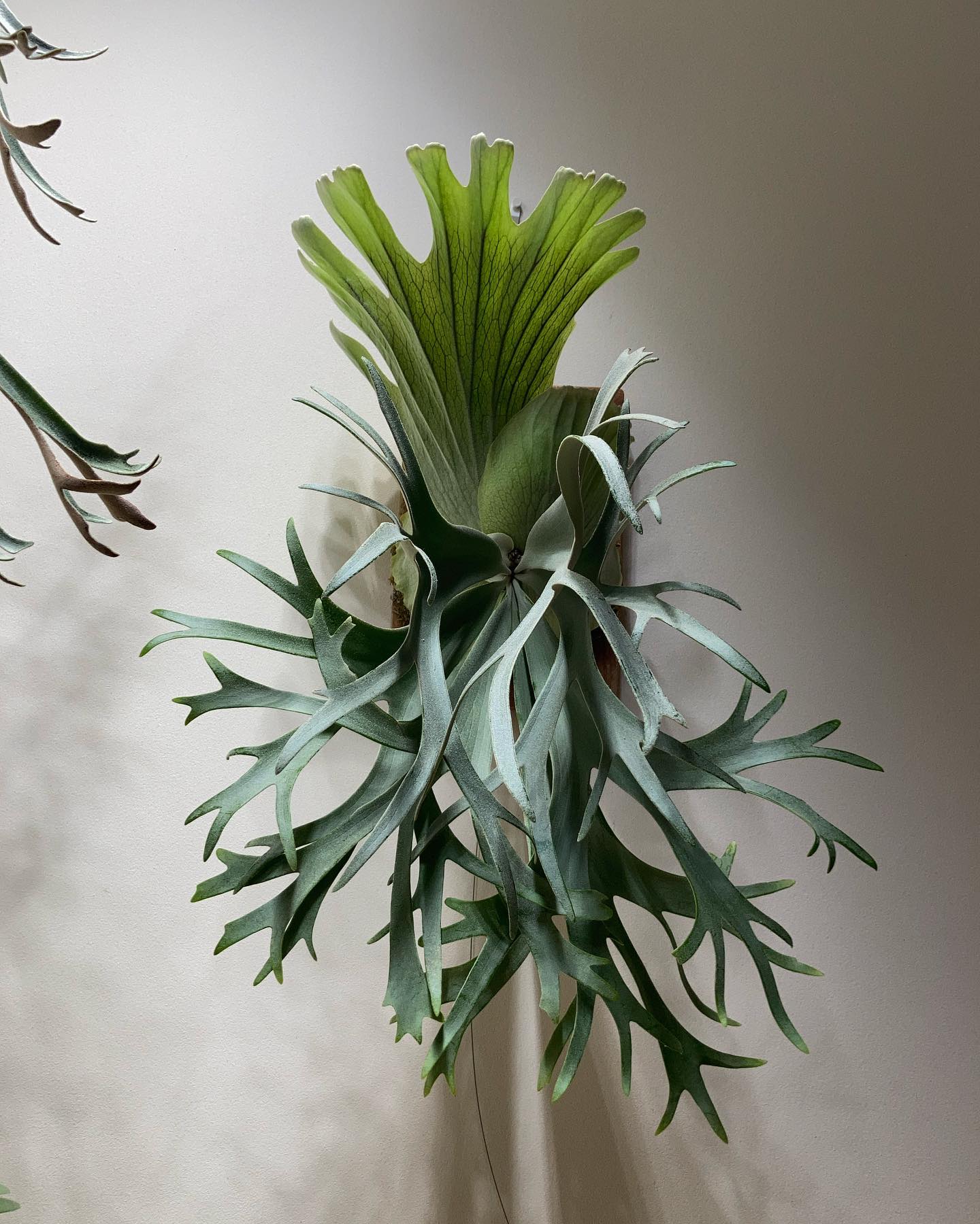 P.willinckii smurf 明日、イベントに行くかどうか